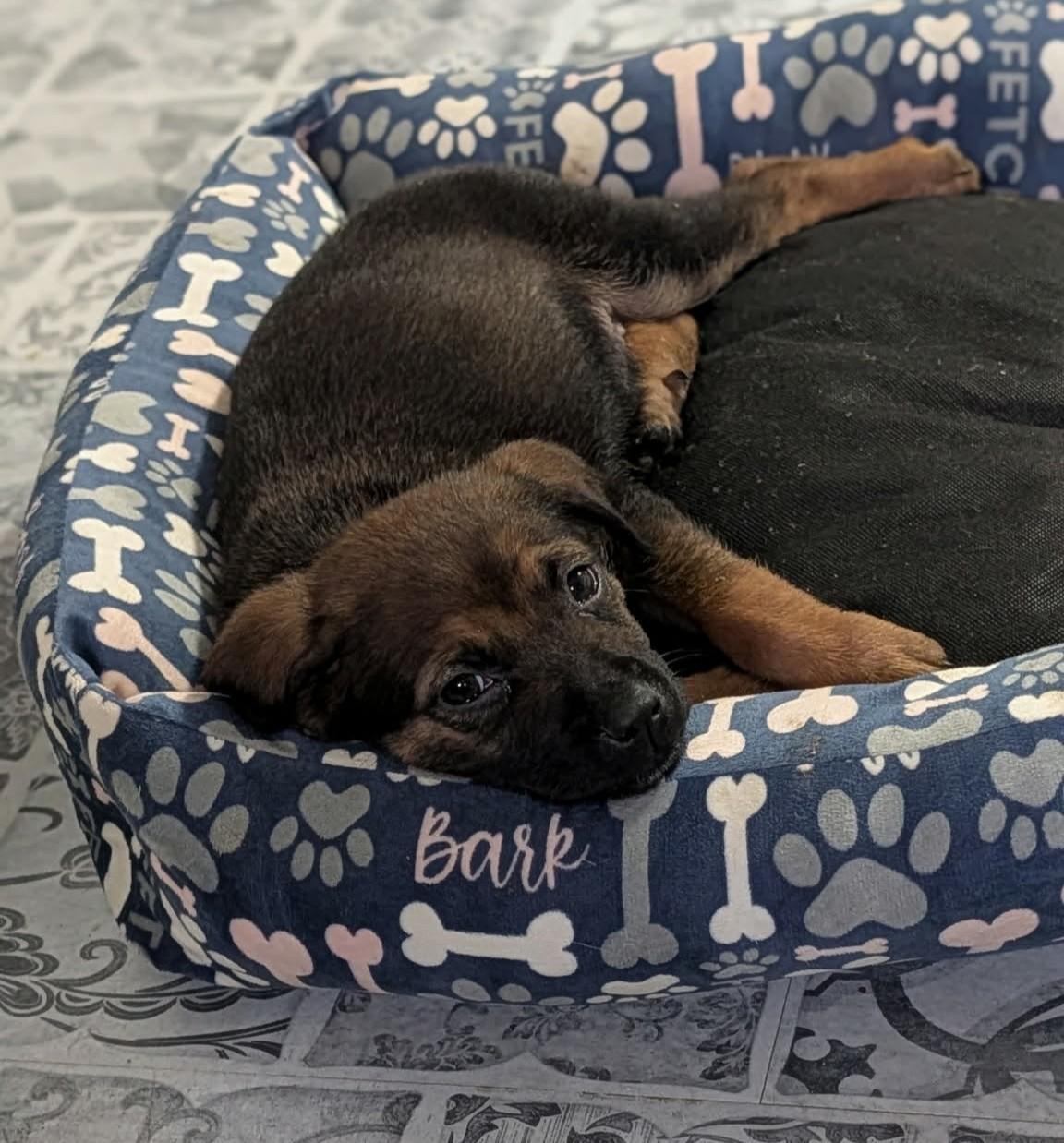 Enlarge Prissy, an adopted mixed breed in Dubuque, IA image 3/6