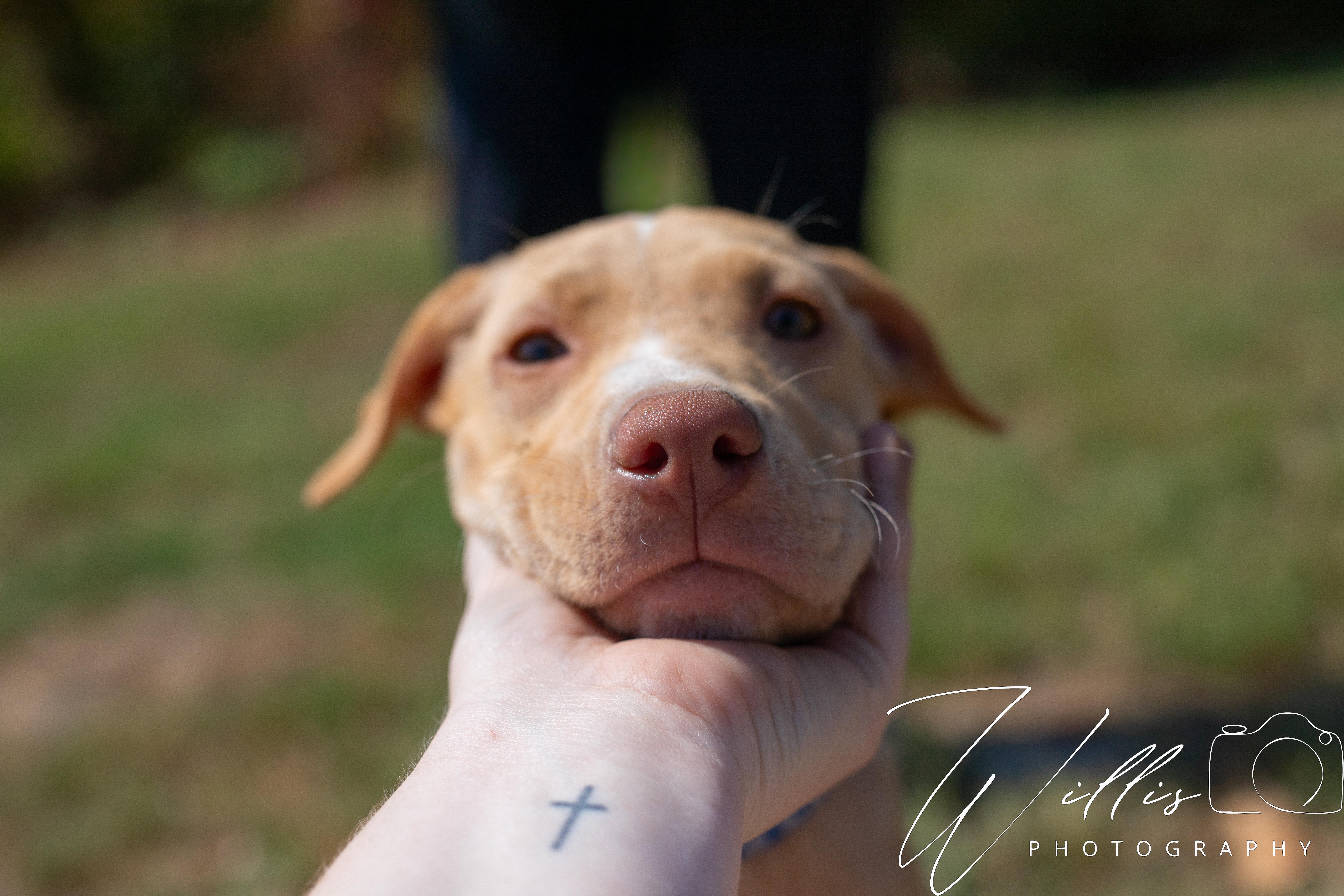 Shelby, an adoptable mixed breed in Dixon, KY image 2/4