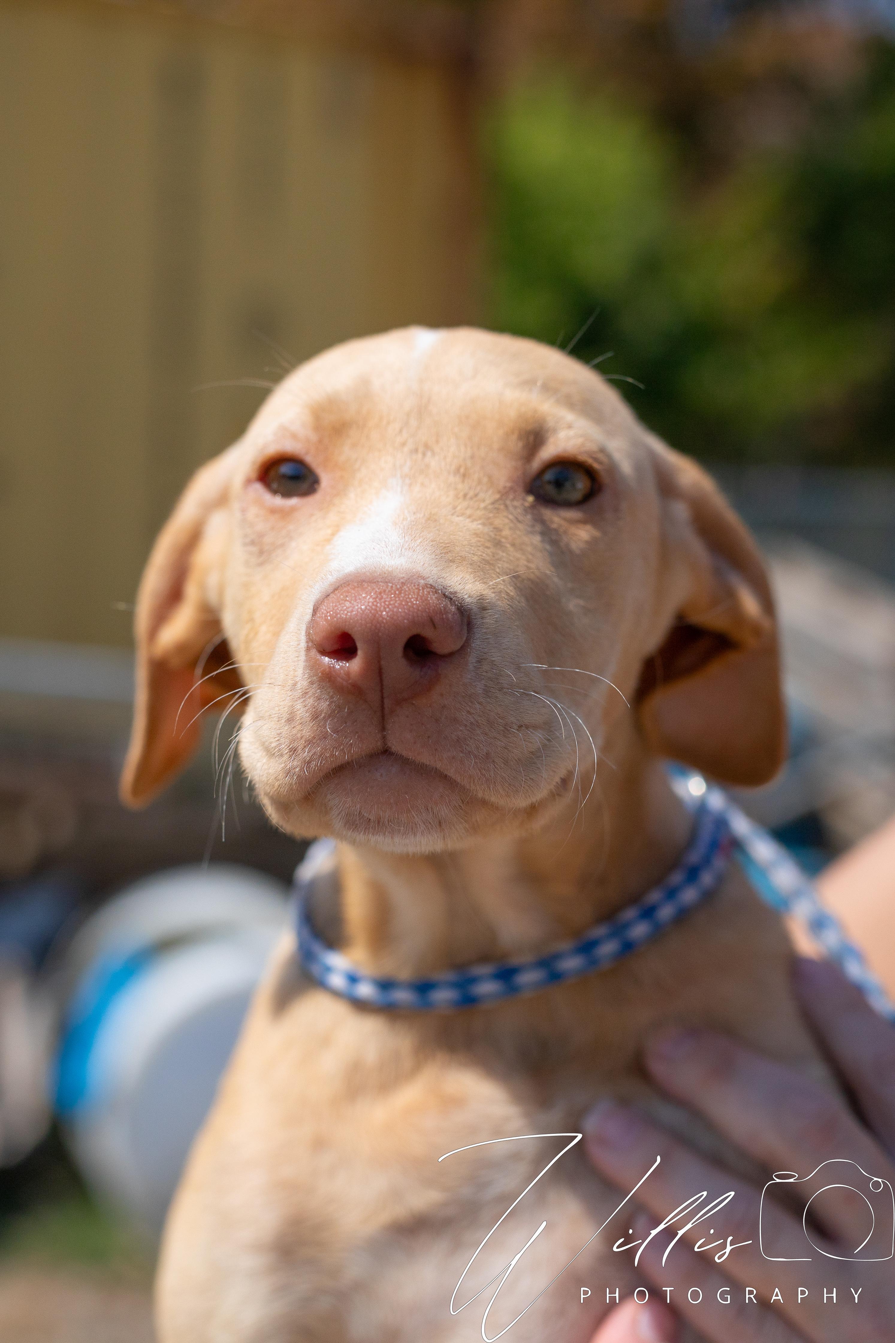 Shelby, an adoptable mixed breed in Dixon, KY image 3/4