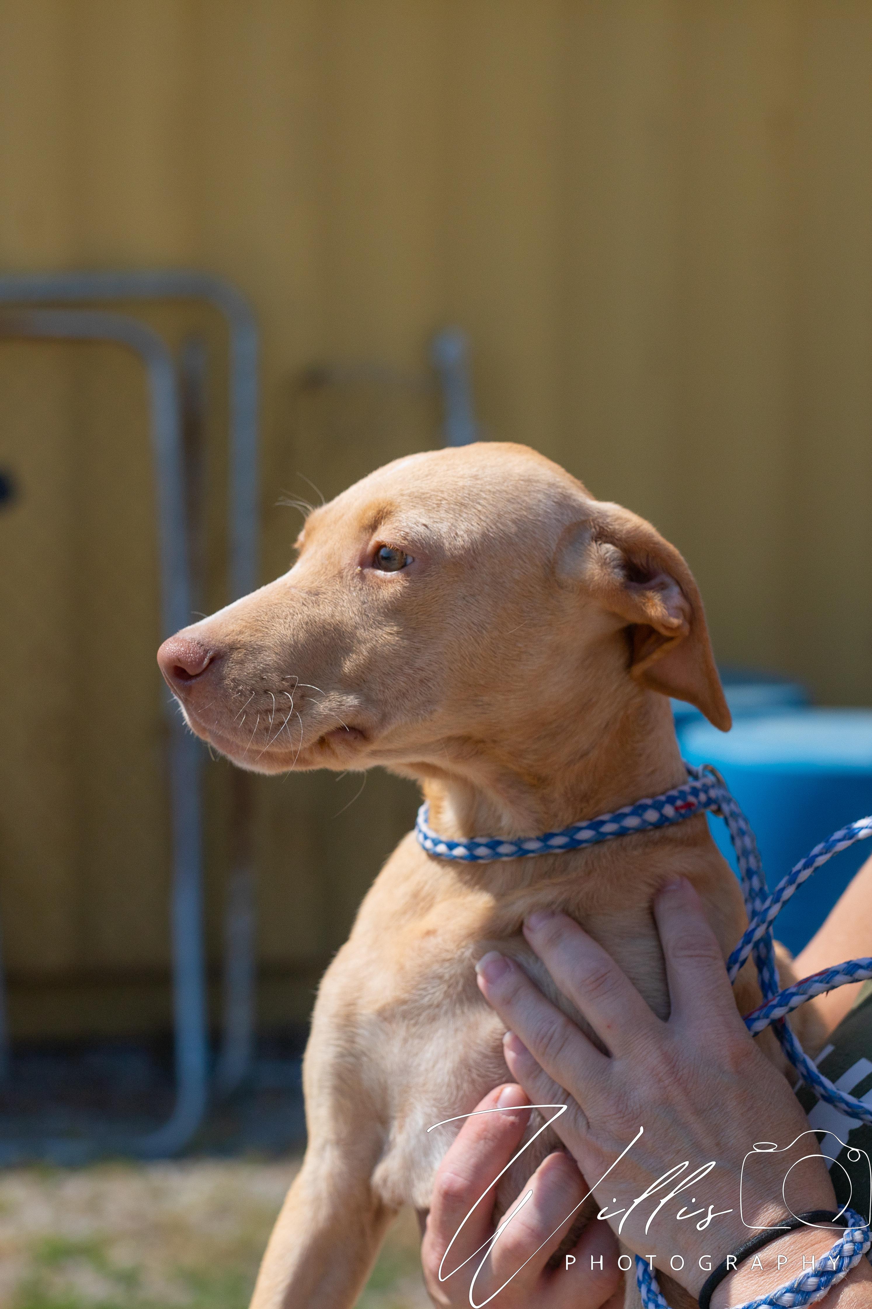 Shelby, an adoptable mixed breed in Dixon, KY image 4/4