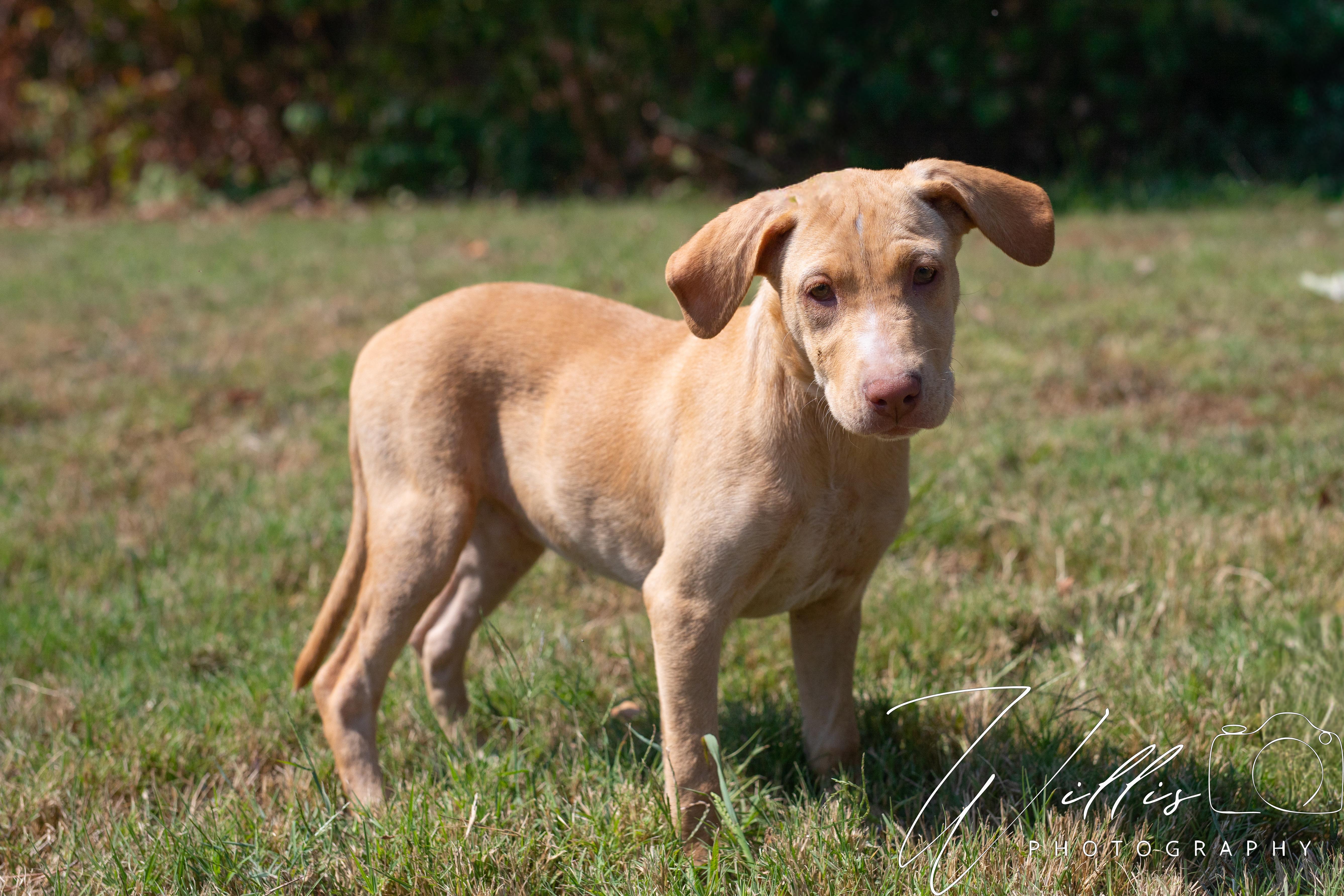 Shelby, adoptable, Puppy Female Yellow Labrador Retriever.