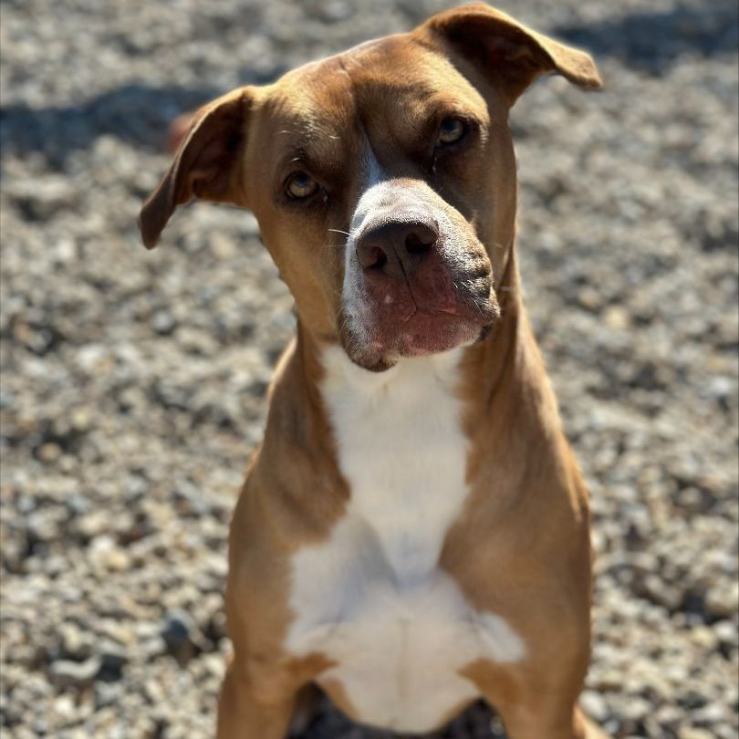 Enlarge Wyatt, a Adoptable mixed breed in Wilmington, OH image 7/11