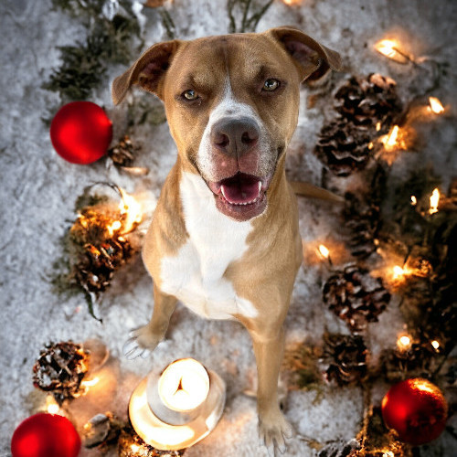 Enlarge Wyatt, a Adoptable mixed breed in Wilmington, OH image 8/11