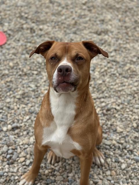 Wyatt, Adoptable, Adult Male Boxer.