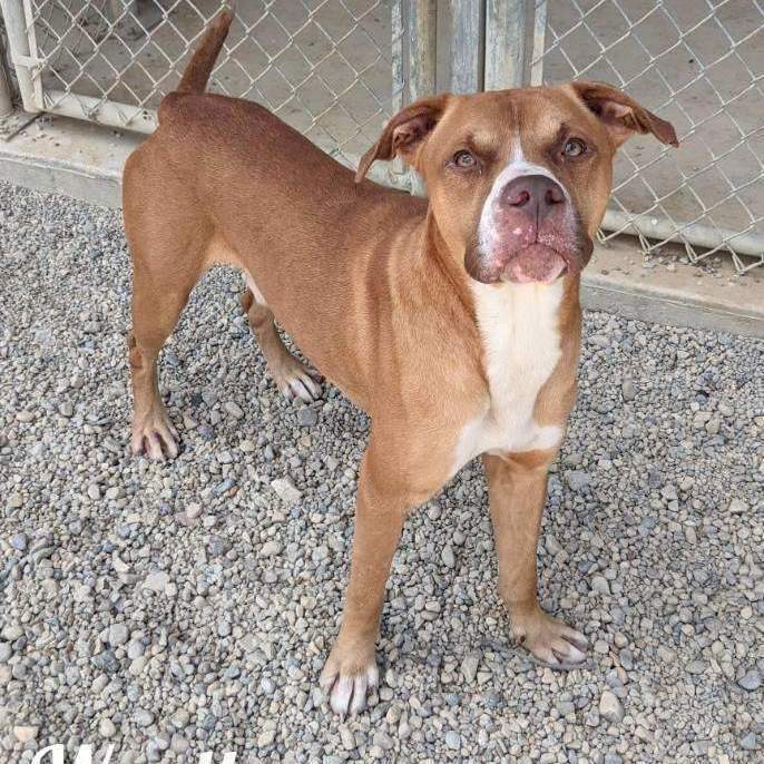 Enlarge Wyatt, a Adoptable mixed breed in Wilmington, OH image 9/11