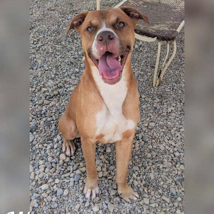 Enlarge Wyatt, a Adoptable mixed breed in Wilmington, OH image 10/11