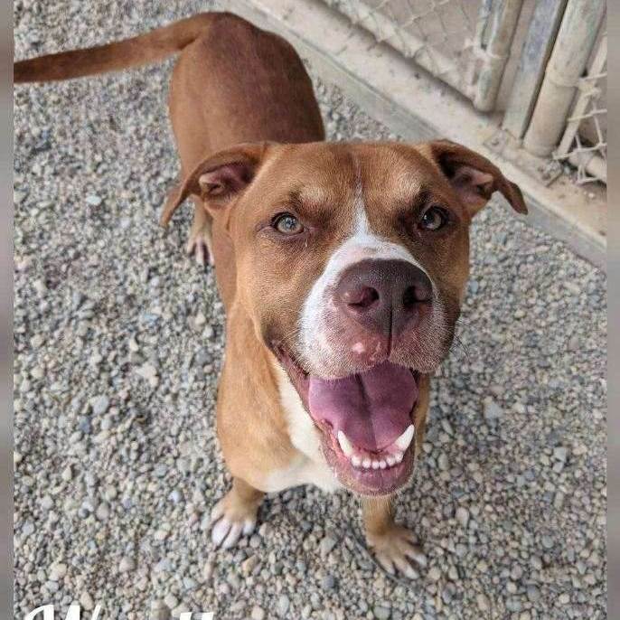 Enlarge Wyatt, a Adoptable mixed breed in Wilmington, OH image 11/11