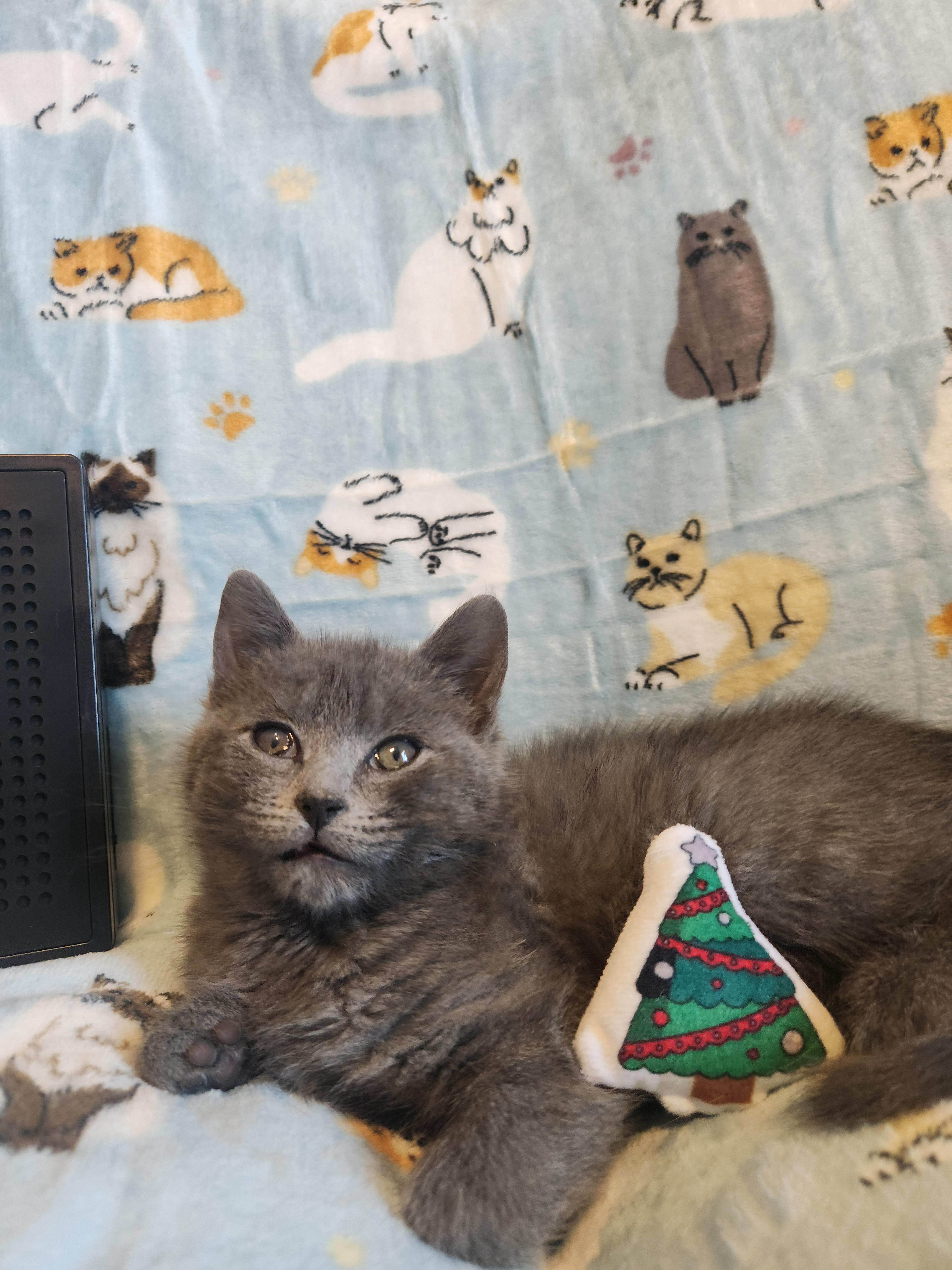 Enlarge Dusty, a Adoptable Domestic Short Hair in Charlotte, NC image 1/4