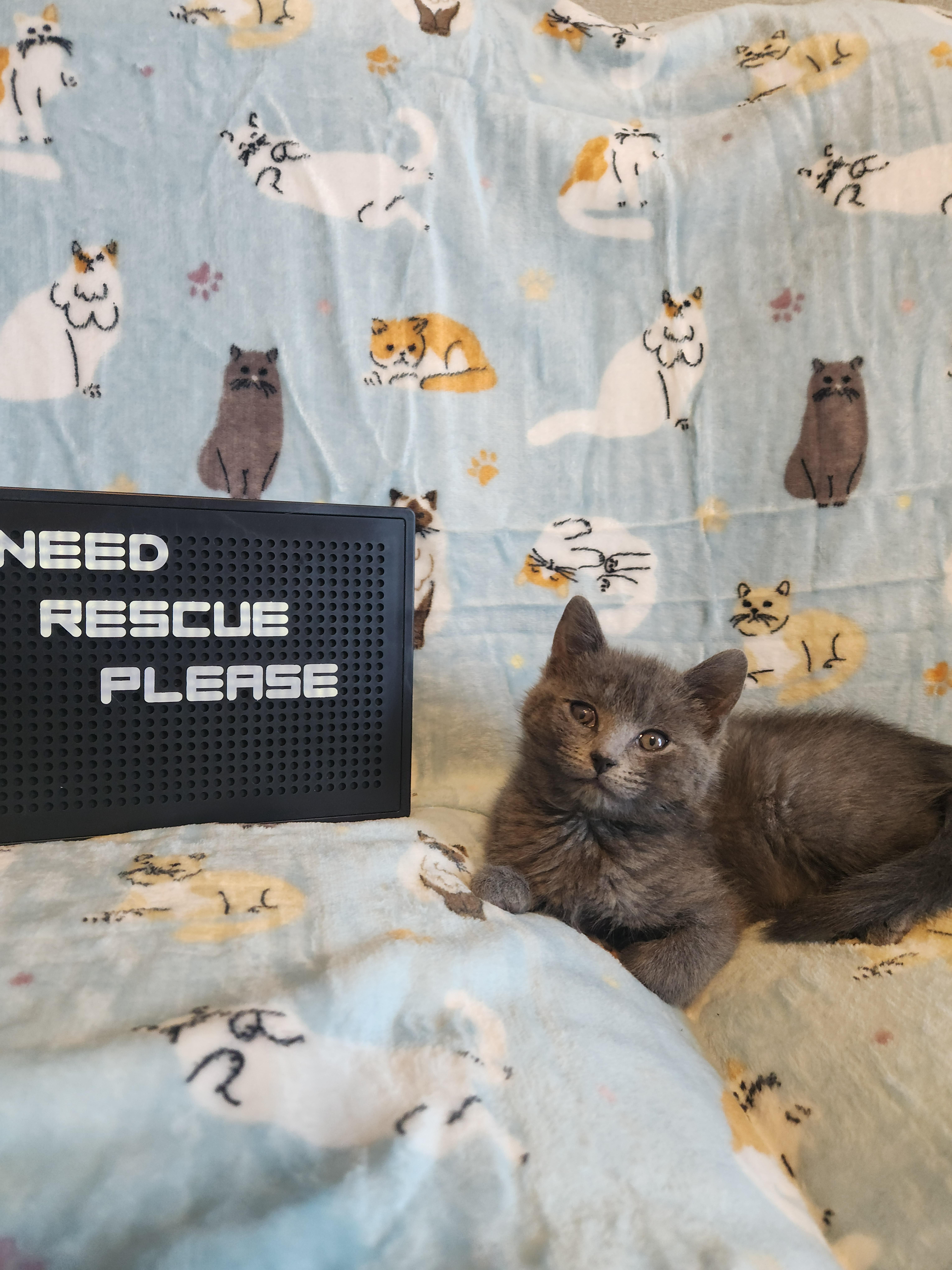 Enlarge Dusty, a Adoptable Domestic Short Hair in Charlotte, NC image 2/4