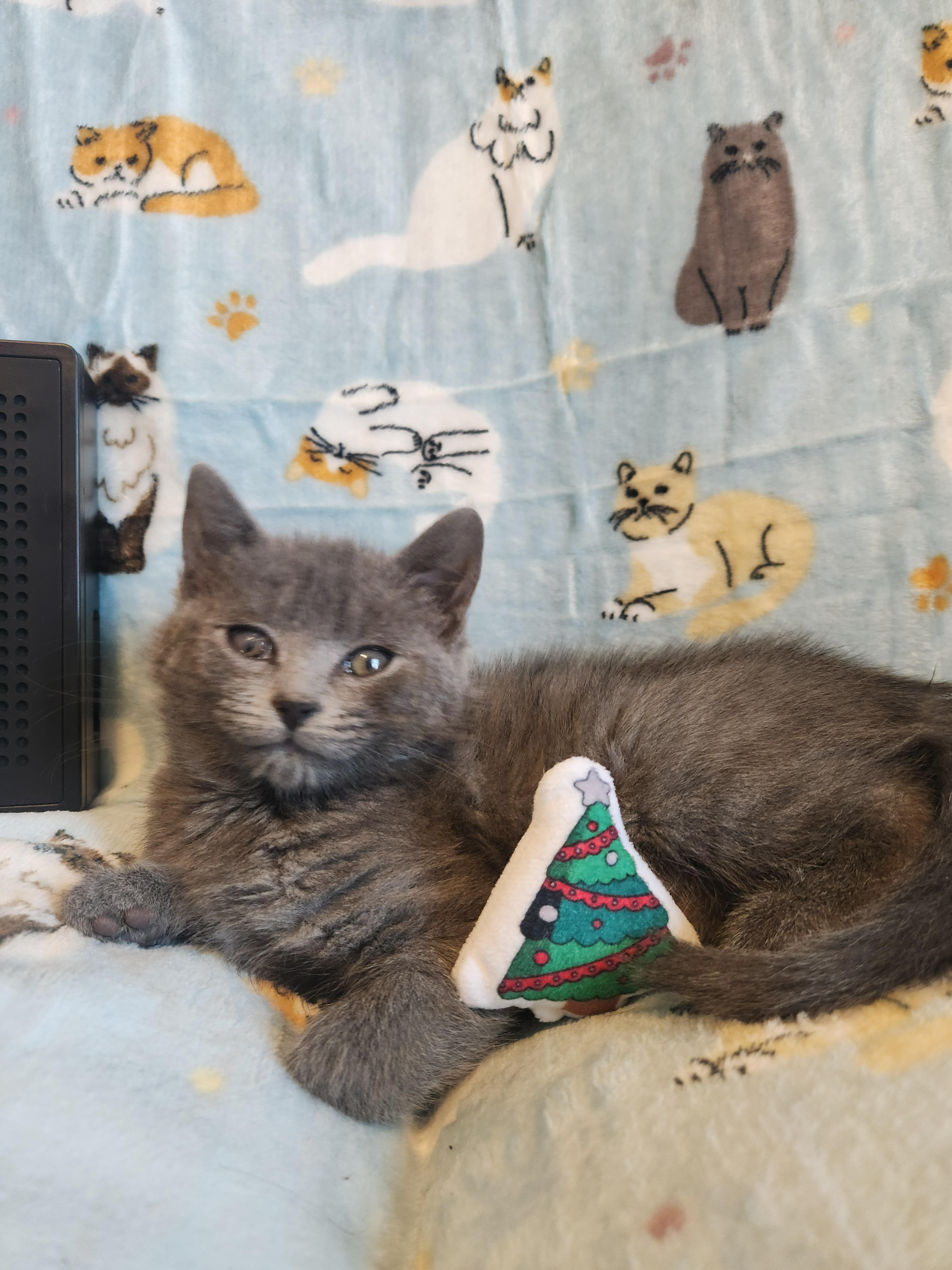 Enlarge Dusty, a Adoptable Domestic Short Hair in Charlotte, NC image 3/4