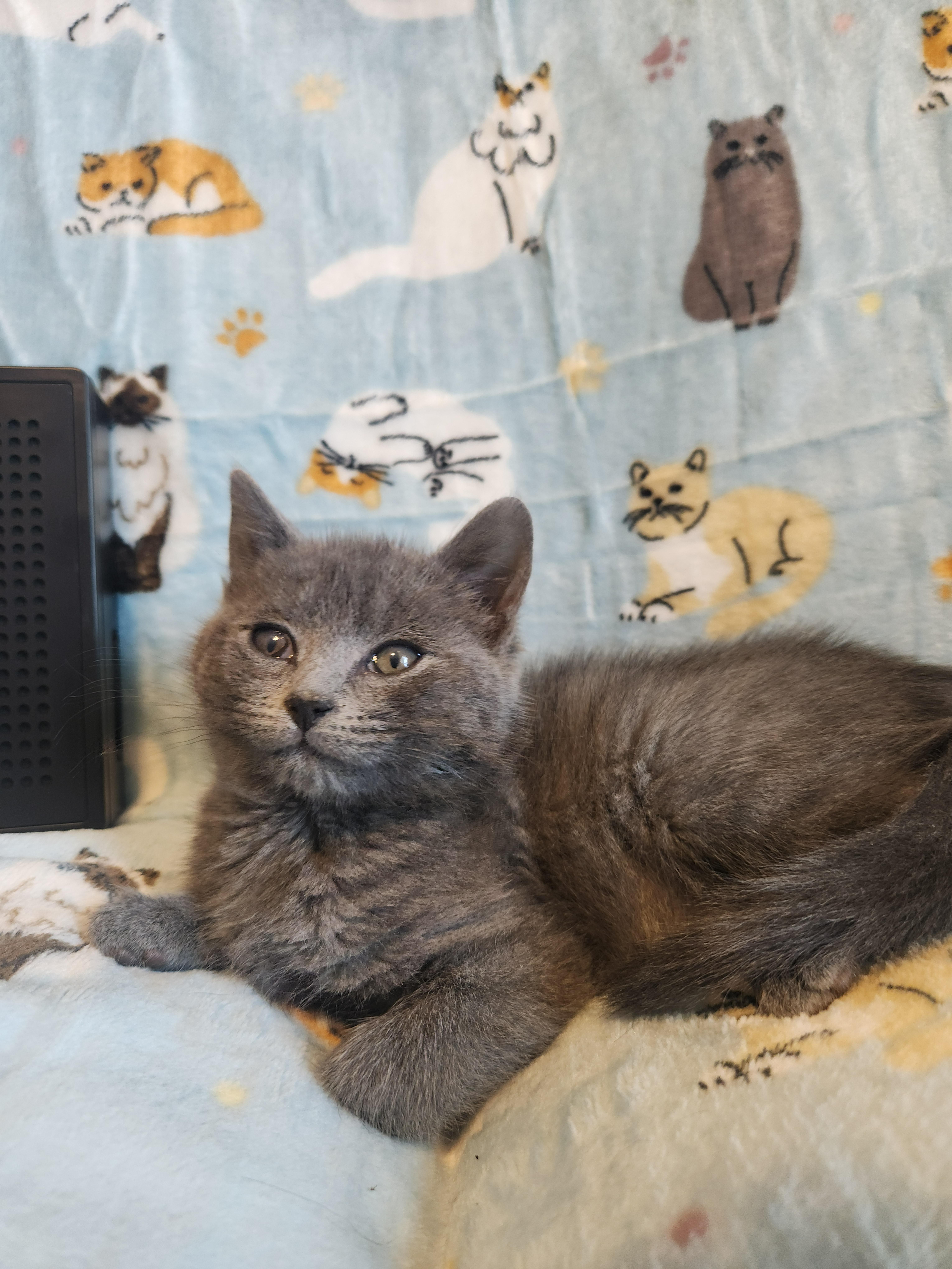 Enlarge Dusty, a Adoptable Domestic Short Hair in Charlotte, NC image 4/4