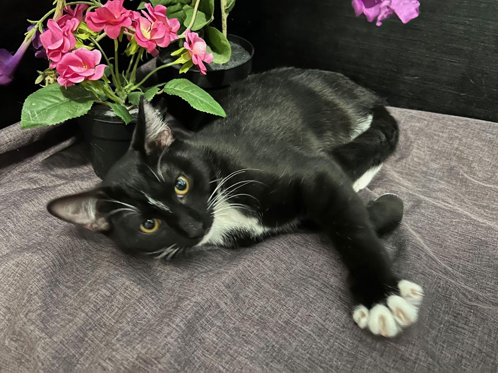 Shuu, a Adoptable mixed breed in Fayetteville, GA image 2/3