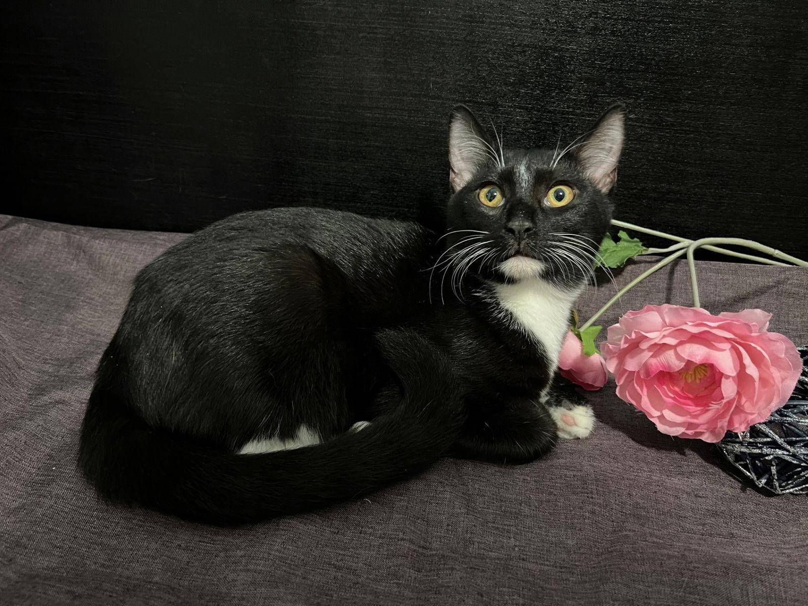 Shuu, a Adoptable mixed breed in Fayetteville, GA image 3/3