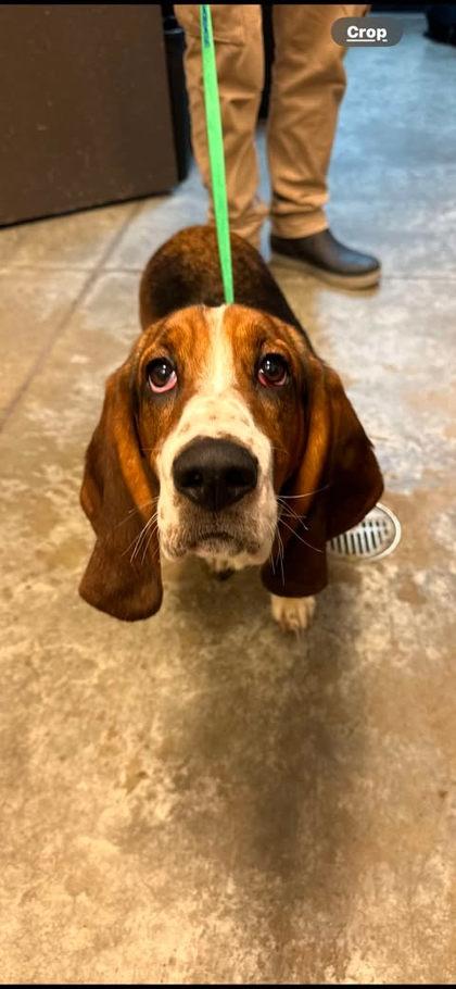 Lainey, Adopted, Young Male Basset Hound.