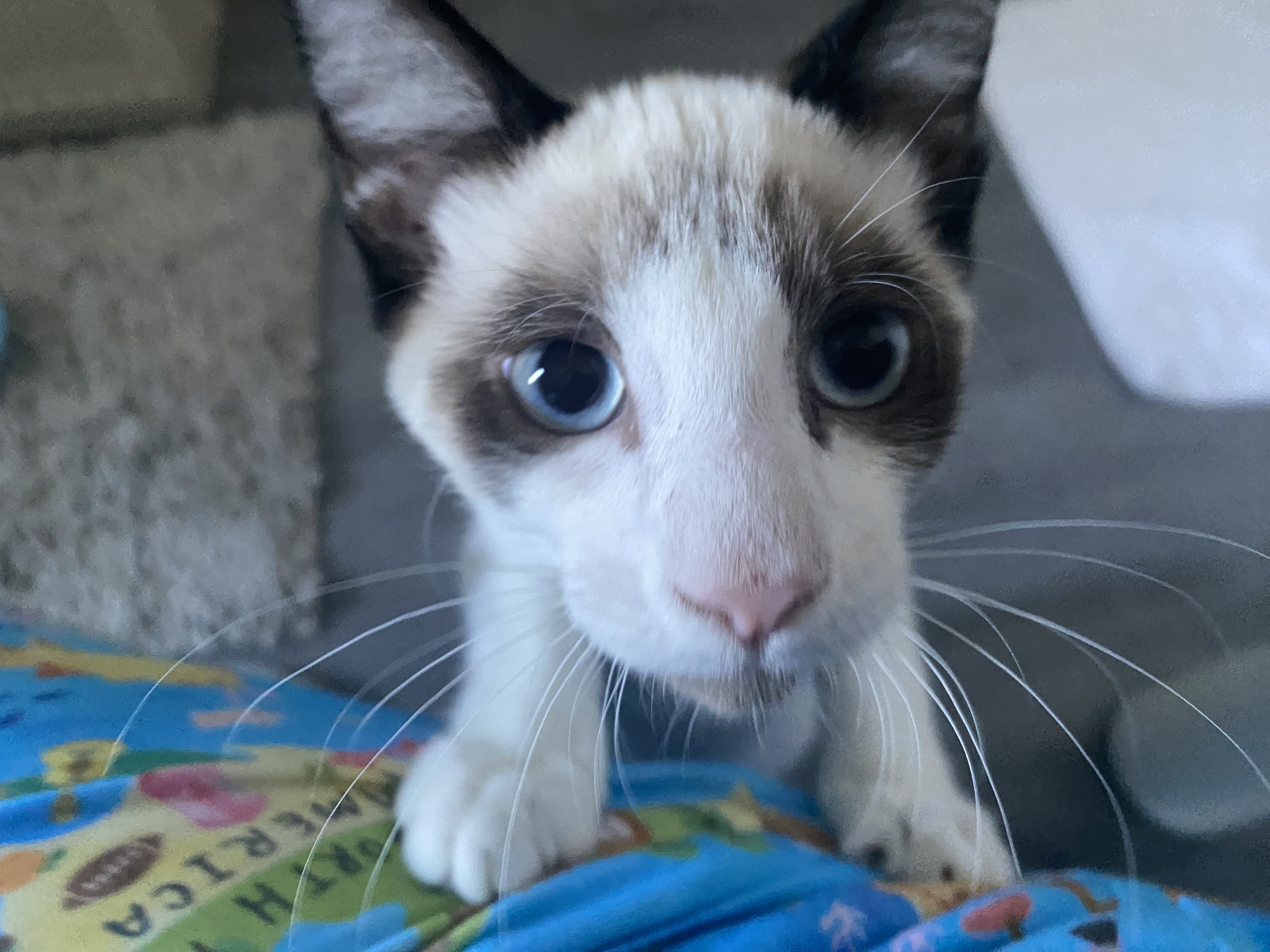 Colin, Adopted, Kitten Male Snowshoe.