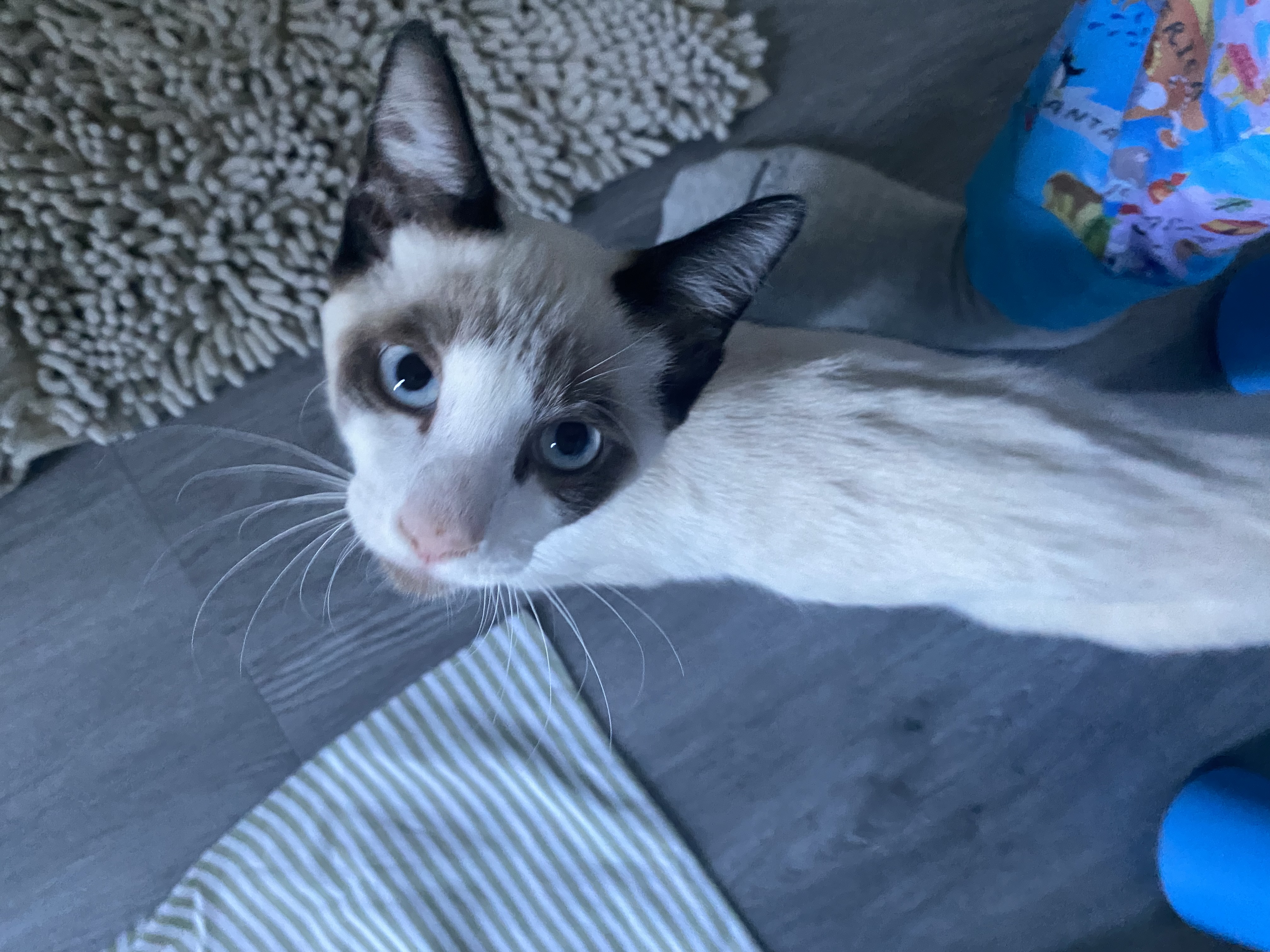 Colin, a Adopted mixed breed in Ponte vedra, FL image 2/4