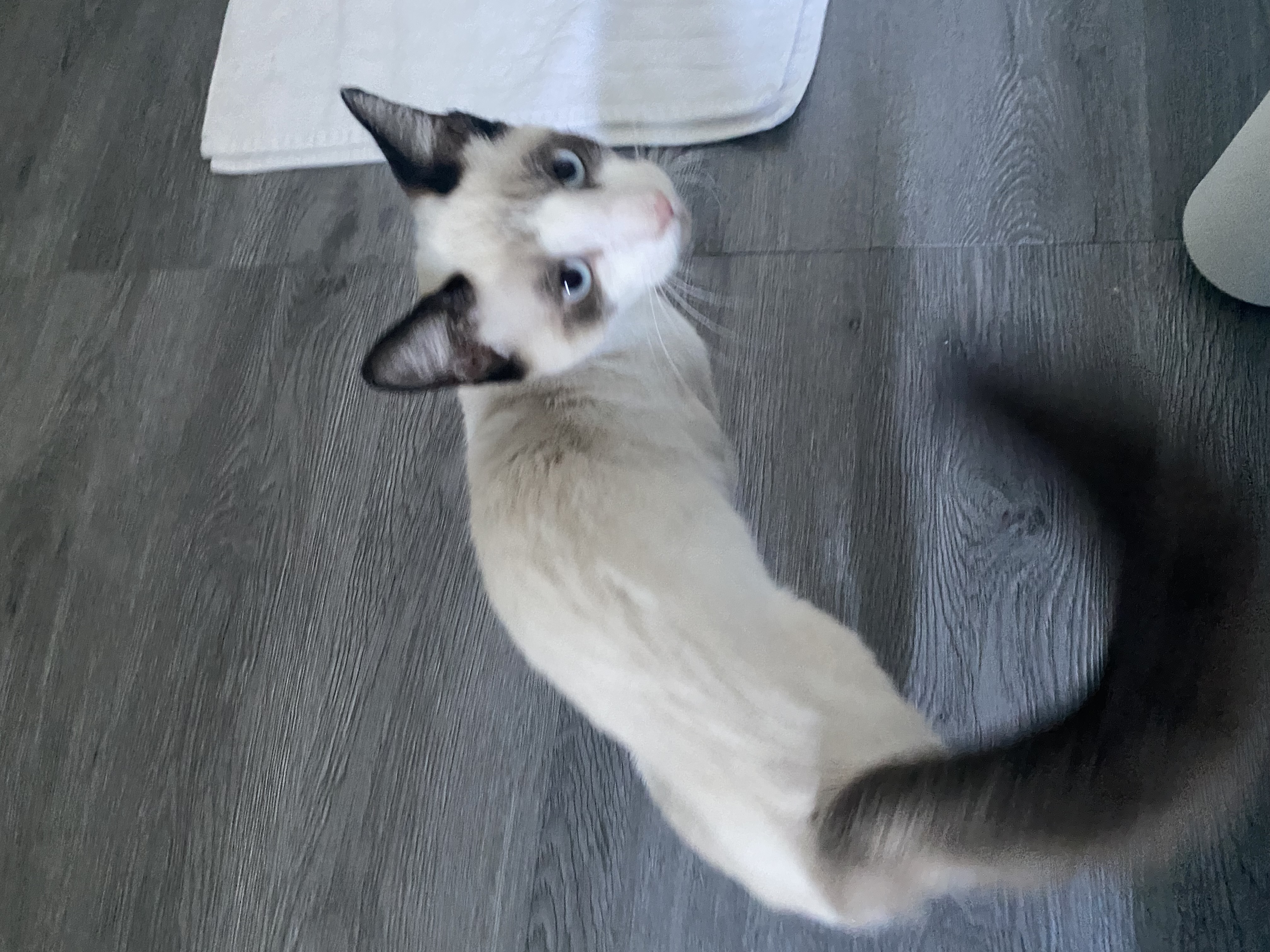 Colin, a Adopted mixed breed in Ponte vedra, FL image 3/4