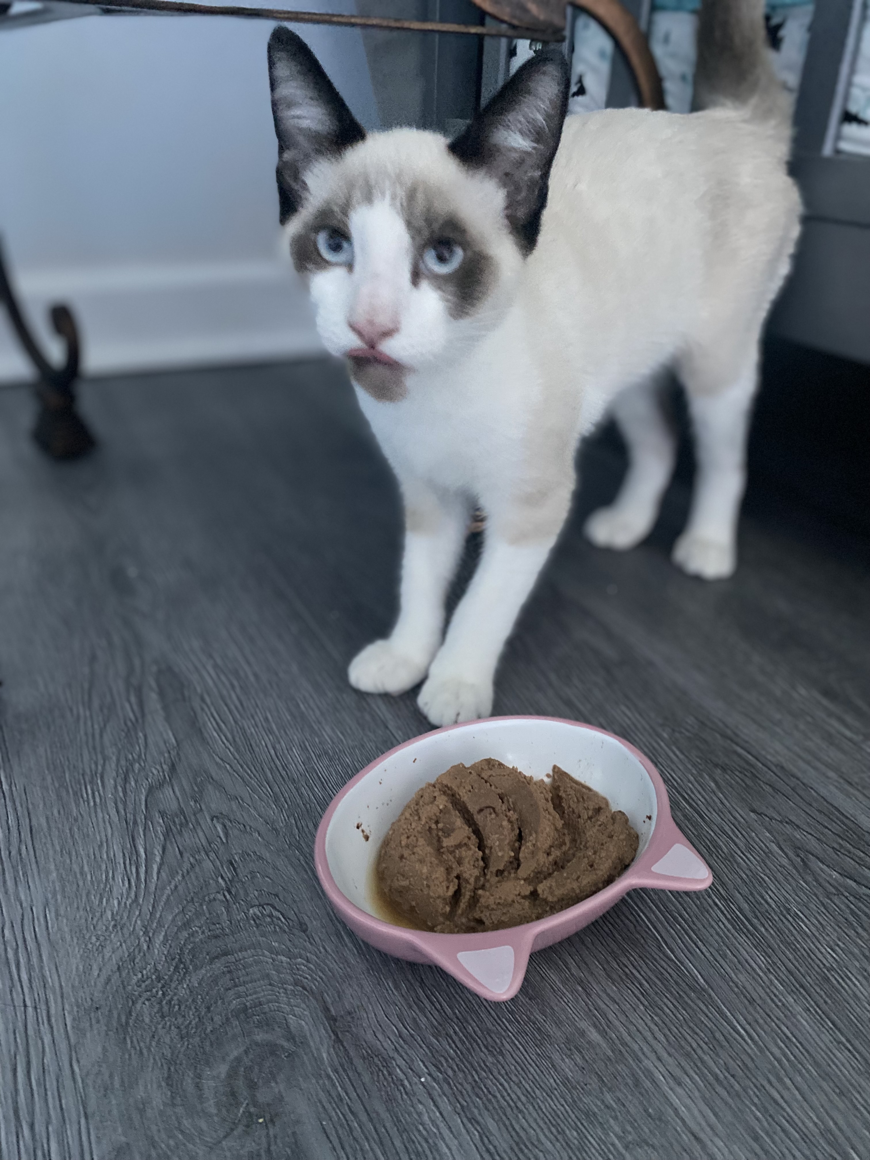 Colin, Adopted, Kitten Male Snowshoe.