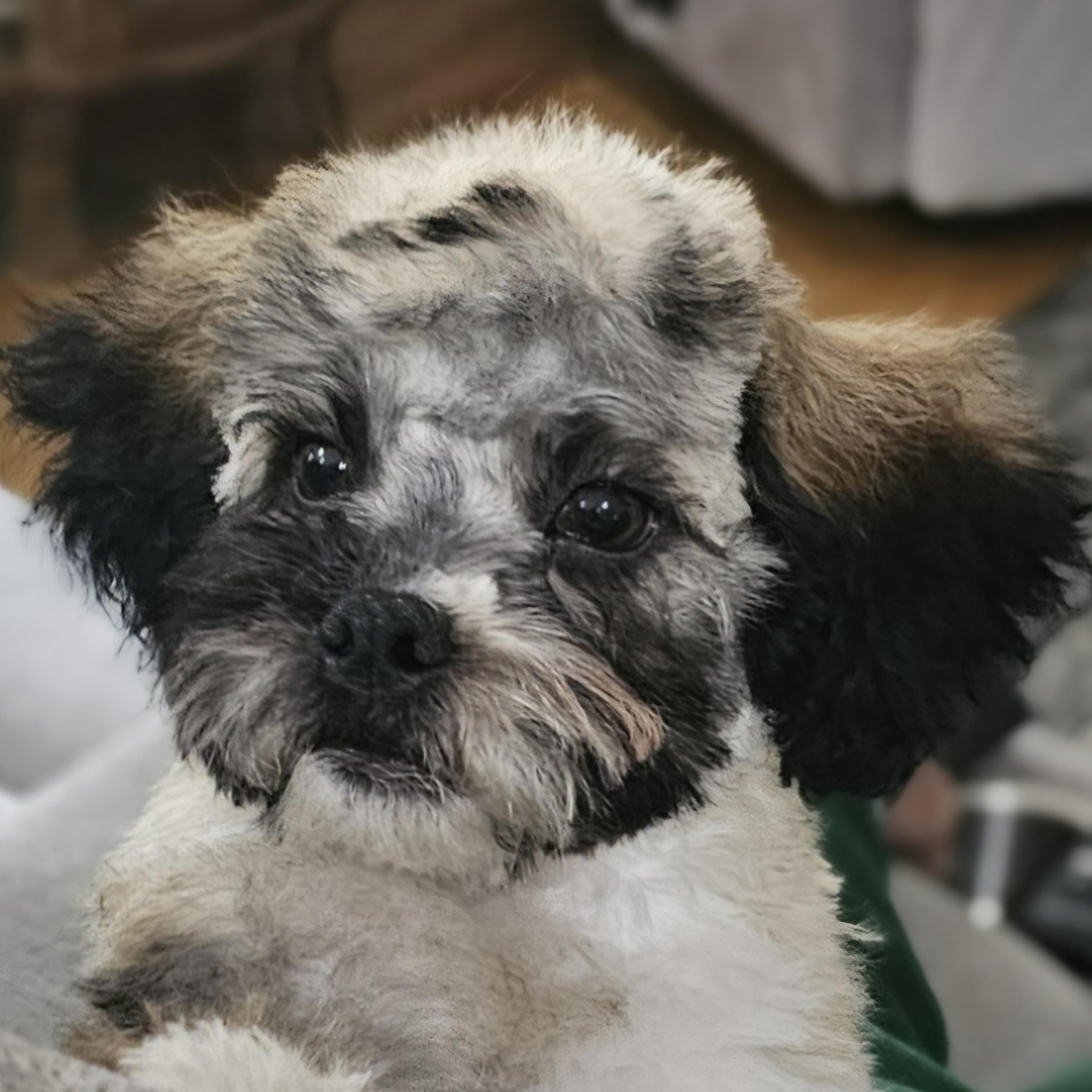 DOBBY, adopted, Puppy Male Shih Tzu & Poodle.