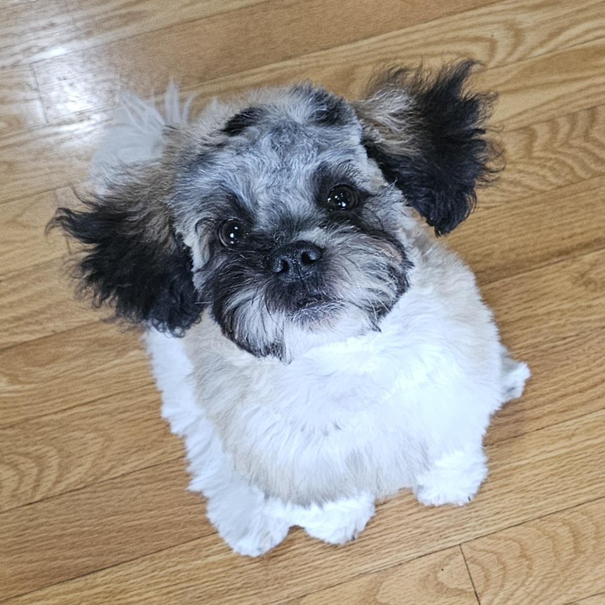 DOBBY, an adopted mixed breed in Fenton, MI image 6/6
