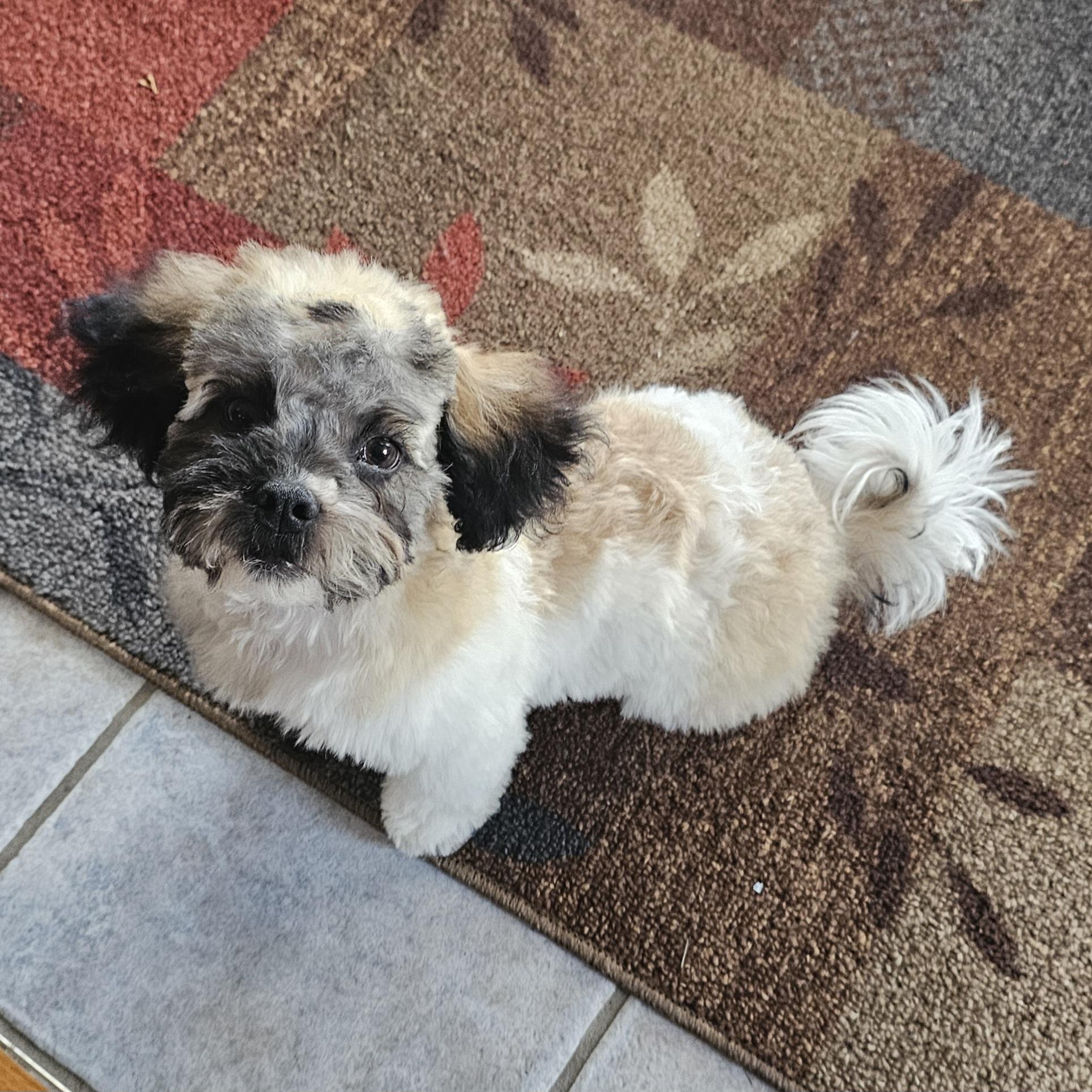 DOBBY, an adopted mixed breed in Fenton, MI image 2/6