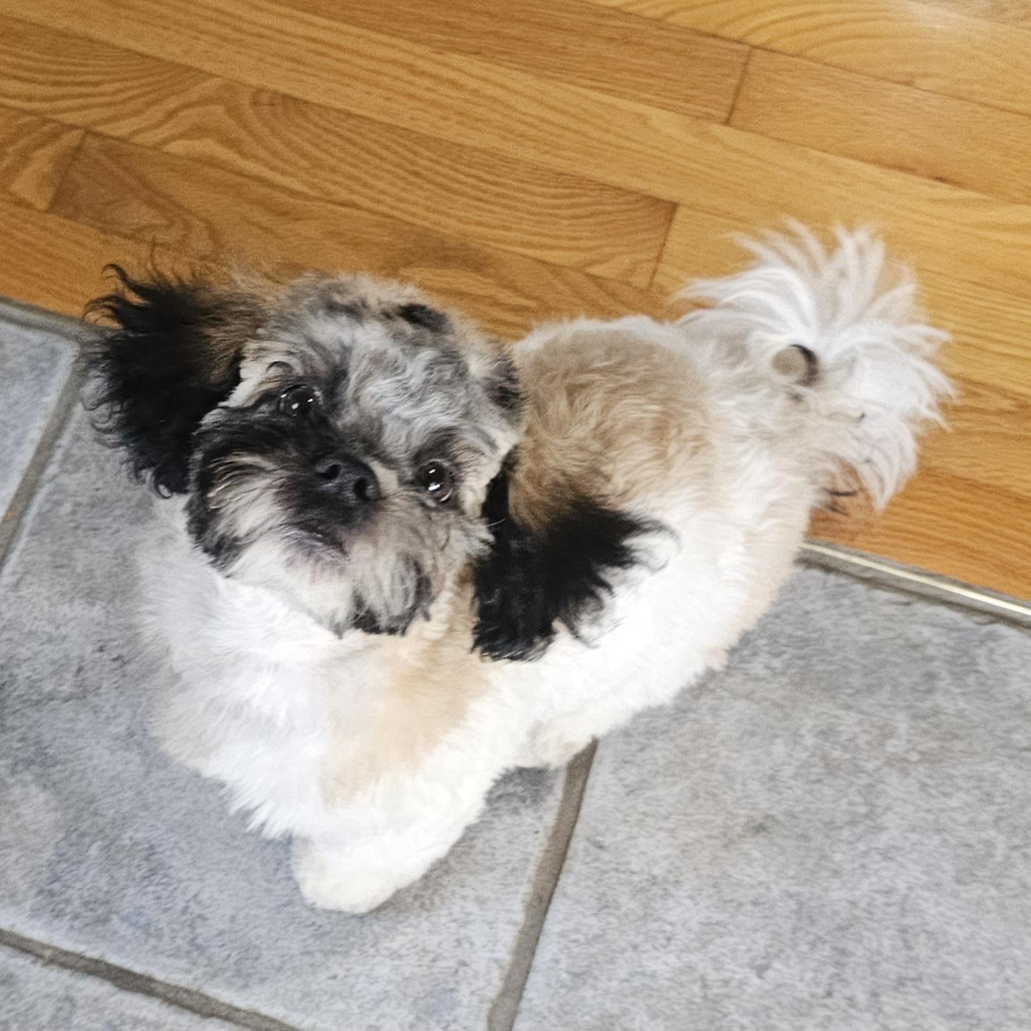DOBBY, an adopted mixed breed in Fenton, MI image 3/6