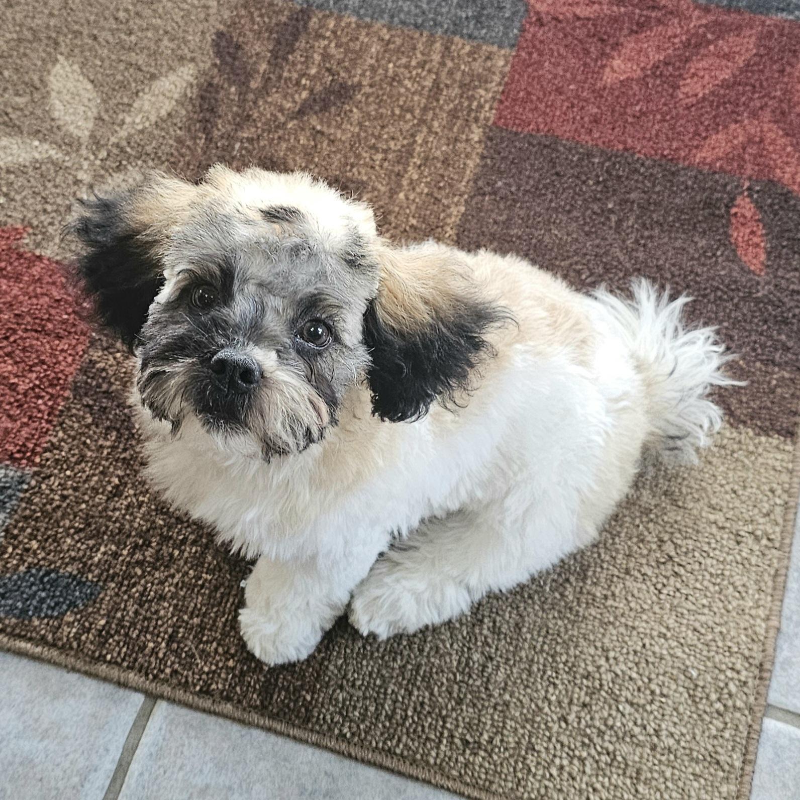 DOBBY, an adopted mixed breed in Fenton, MI image 5/6