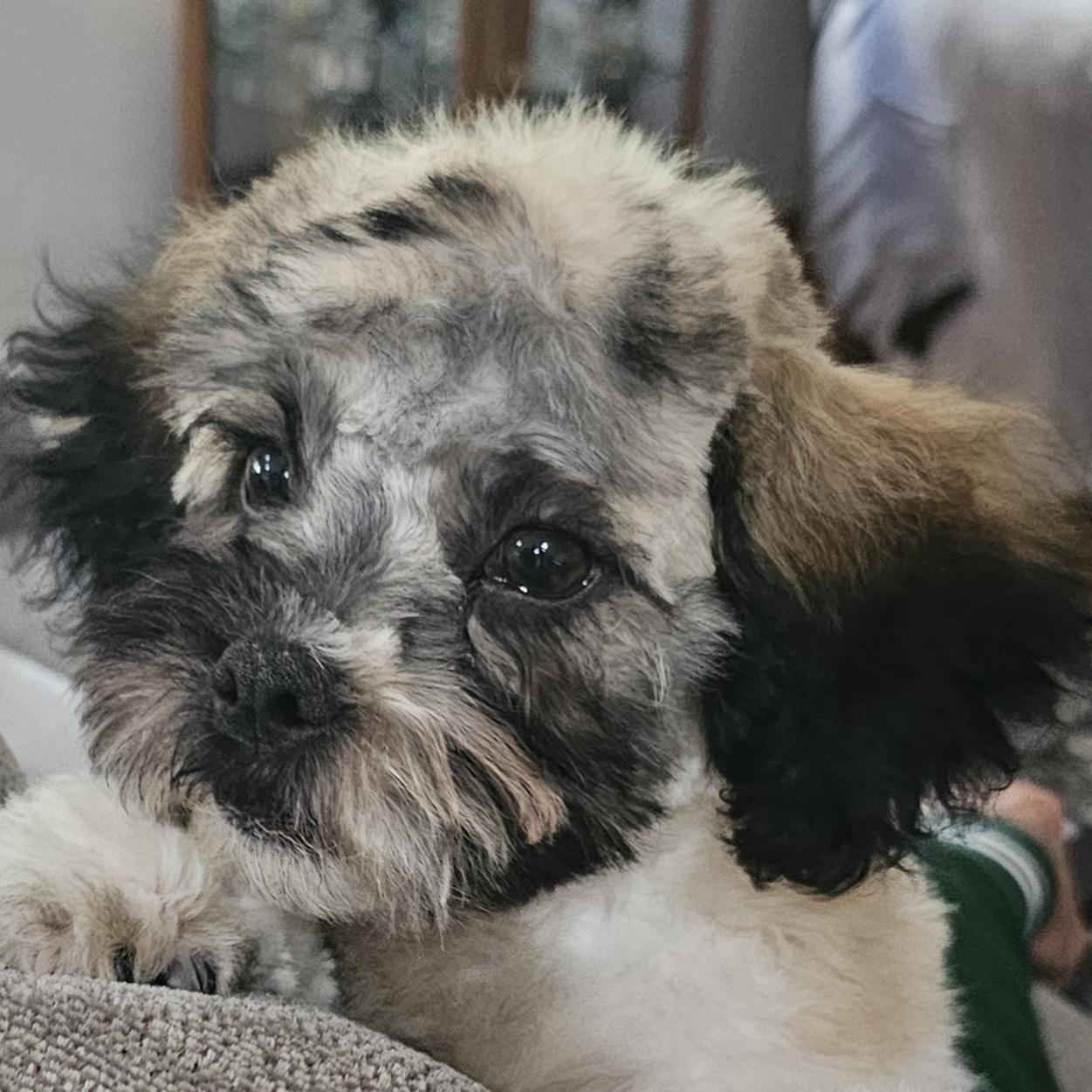 DOBBY, an adopted mixed breed in Fenton, MI image 4/6