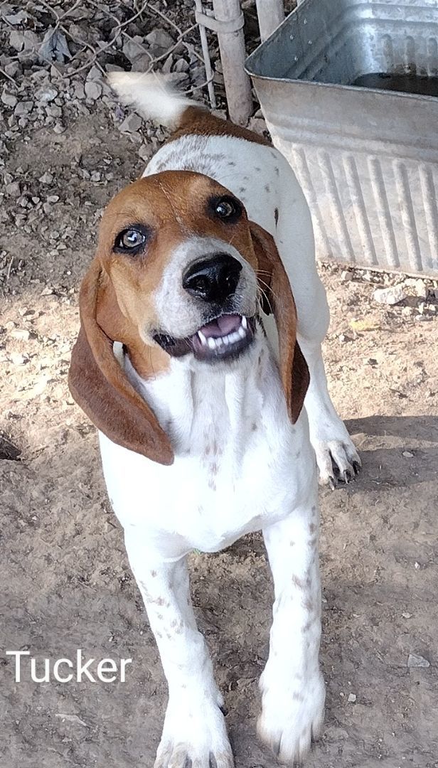 Enlarge Tucker, a Adoptable Coonhound in Jasonville, IN image 1/1