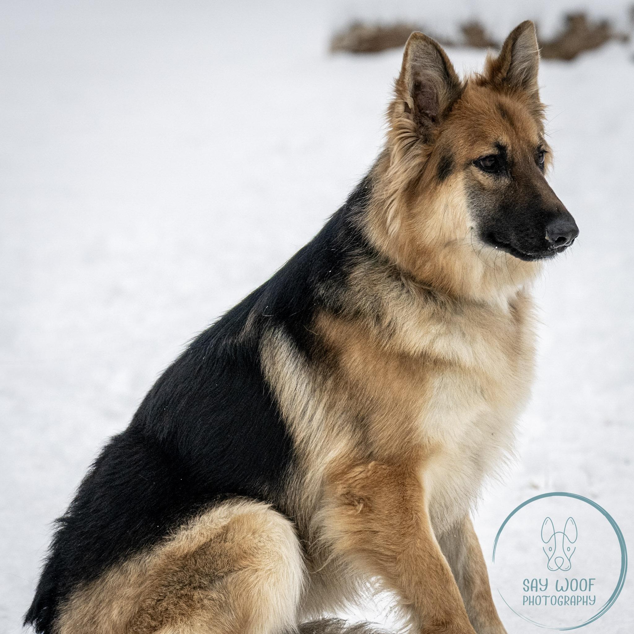 Enlarge BlueBell, a Adoptable German Shepherd Dog in Brookfield, CT image 3/6