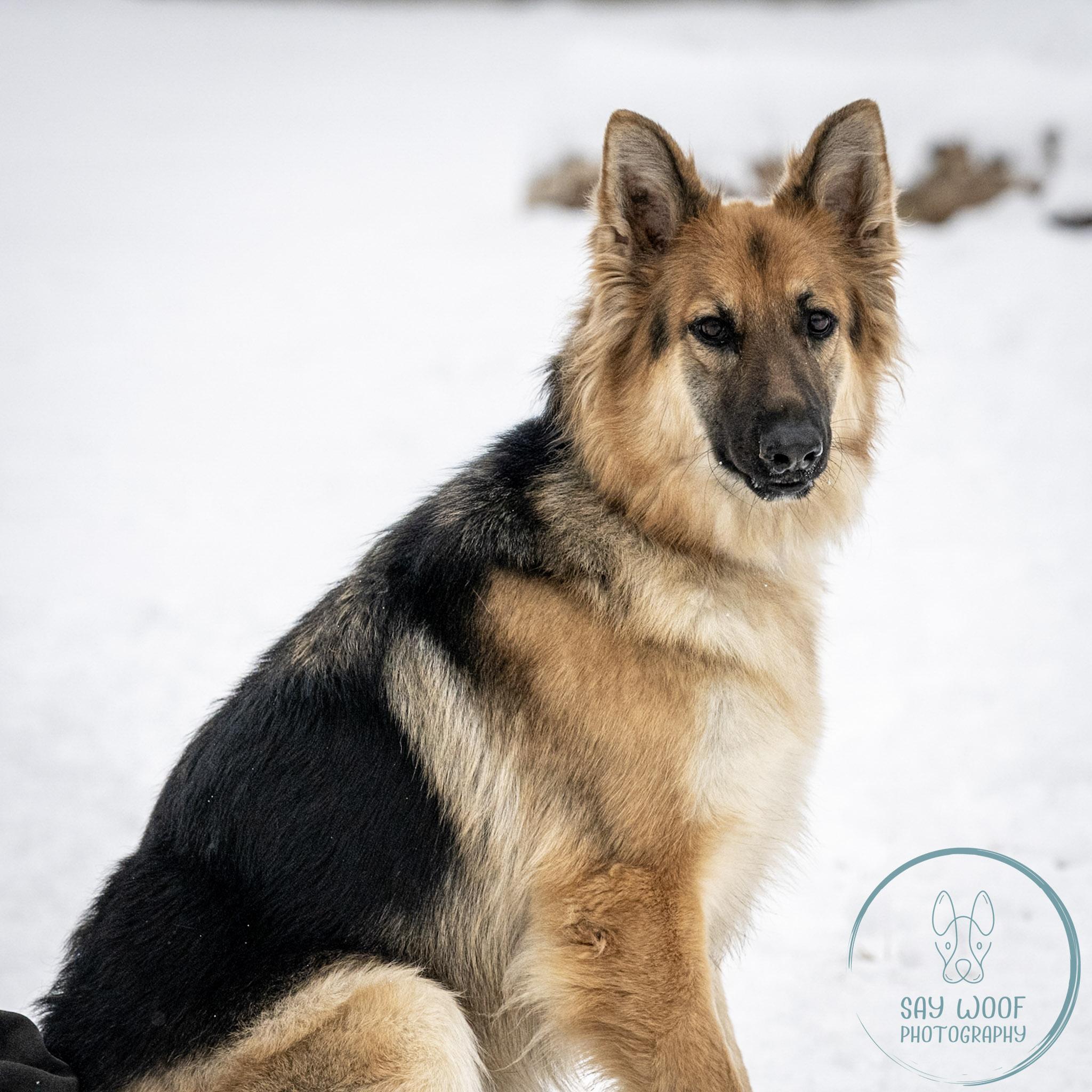 Enlarge BlueBell, a Adoptable German Shepherd Dog in Brookfield, CT image 1/6