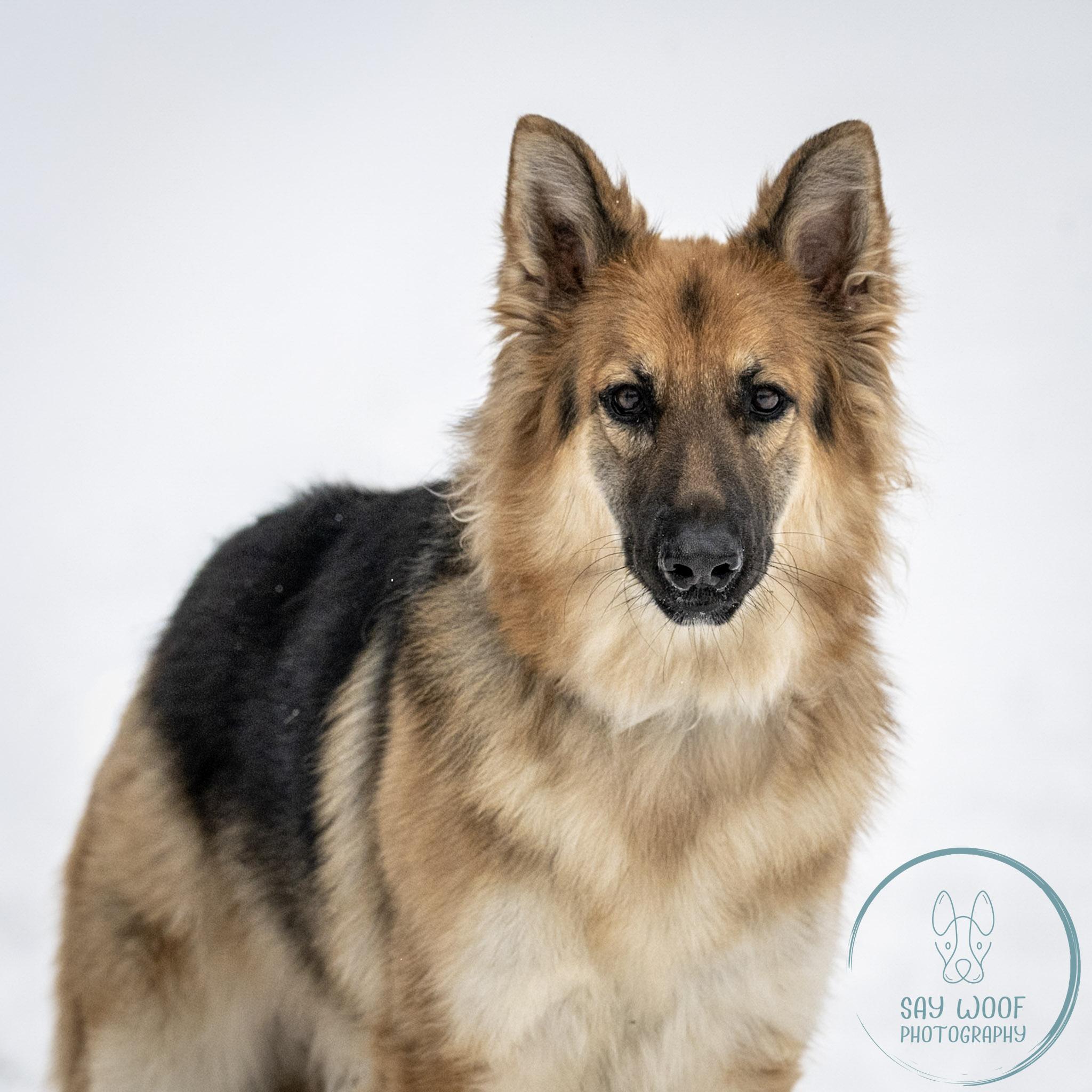 Enlarge BlueBell, a Adoptable German Shepherd Dog in Brookfield, CT image 4/6