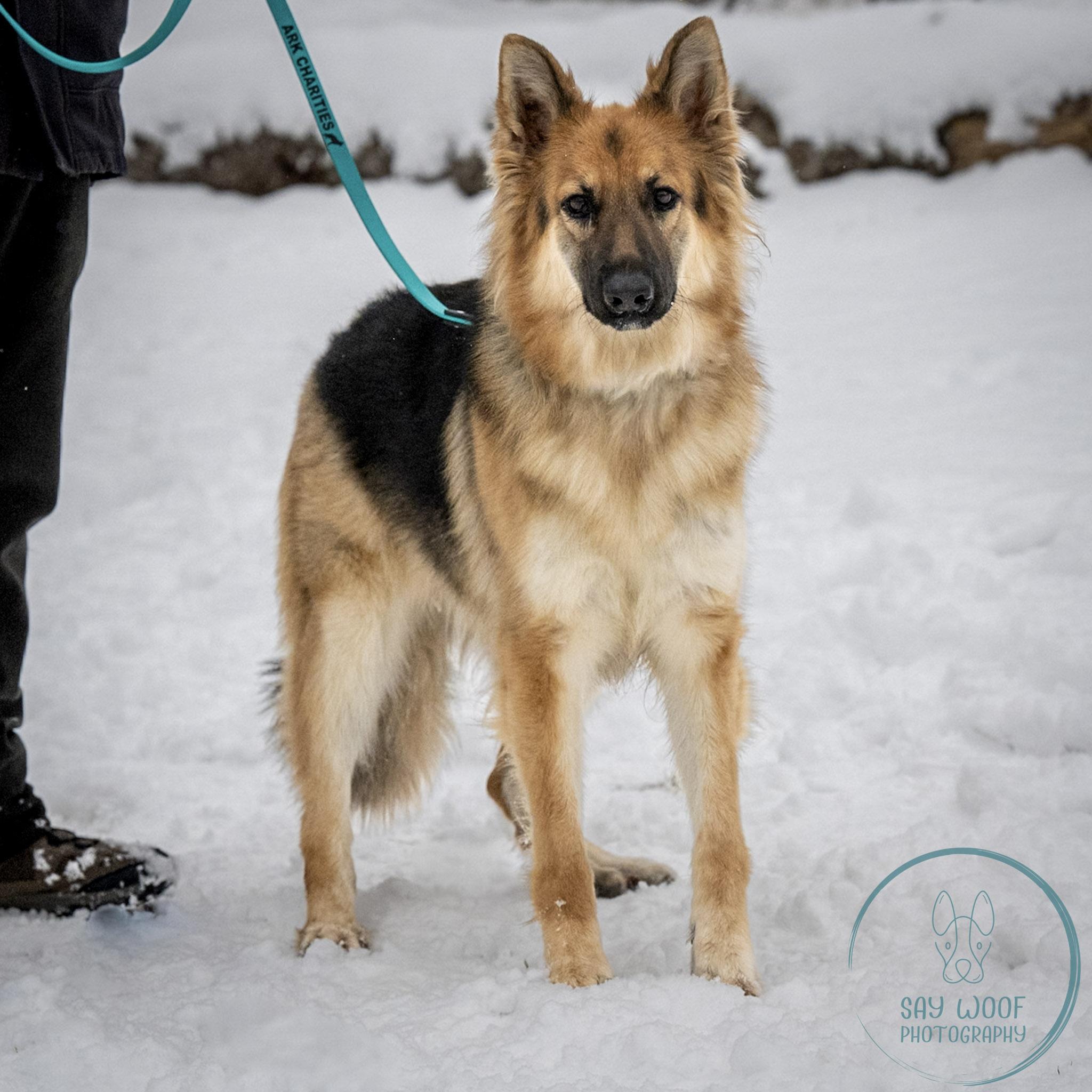 Enlarge BlueBell, a Adoptable German Shepherd Dog in Brookfield, CT image 2/6