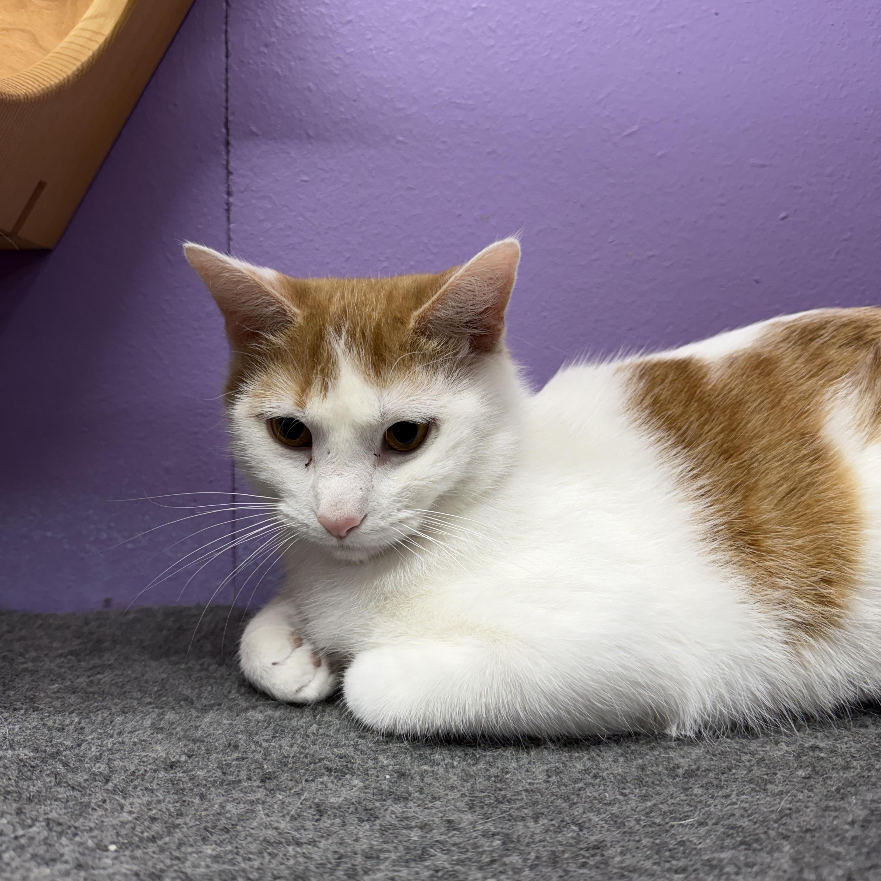 Enlarge Woody, a Adoptable Domestic Short Hair in Faribault, MN image 2/2