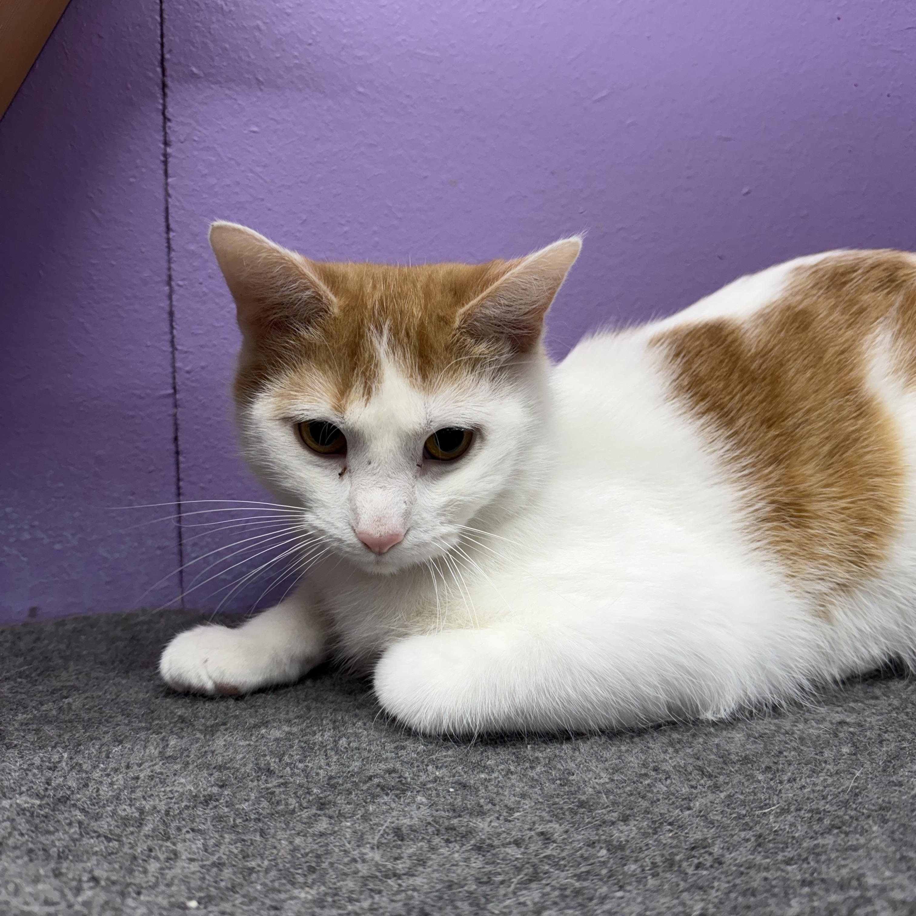 Woody, Adoptable, Young Male Domestic Short Hair.