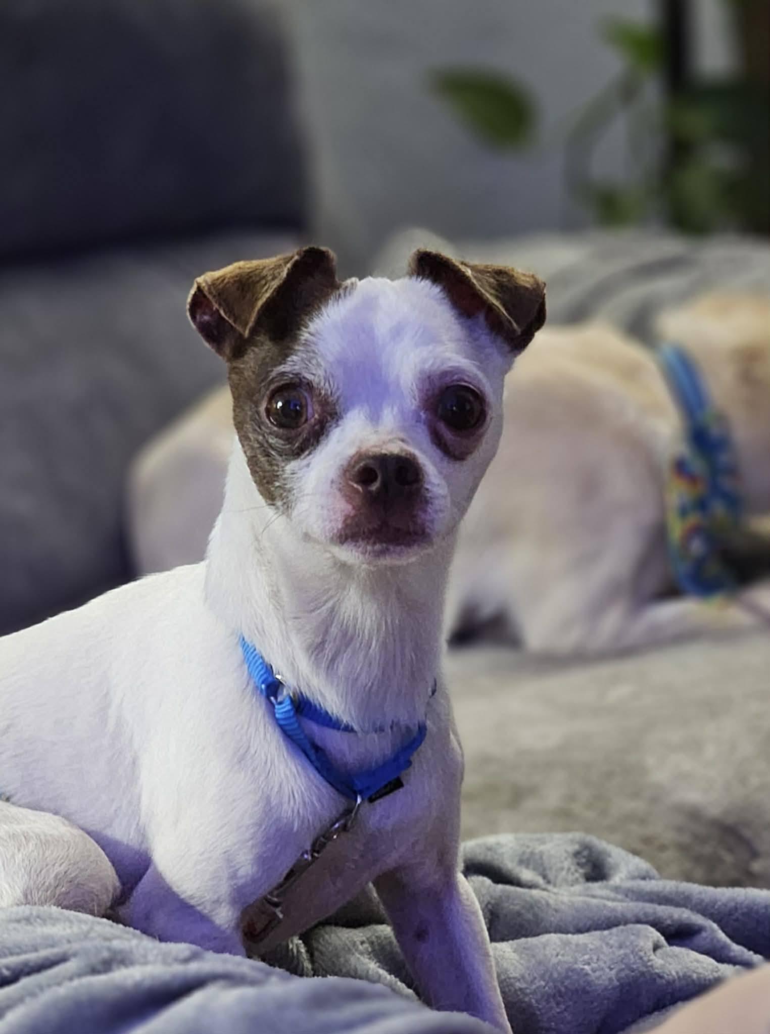 Enlarge Atlas, a Adopted Chihuahua in New London, WI image 1/3