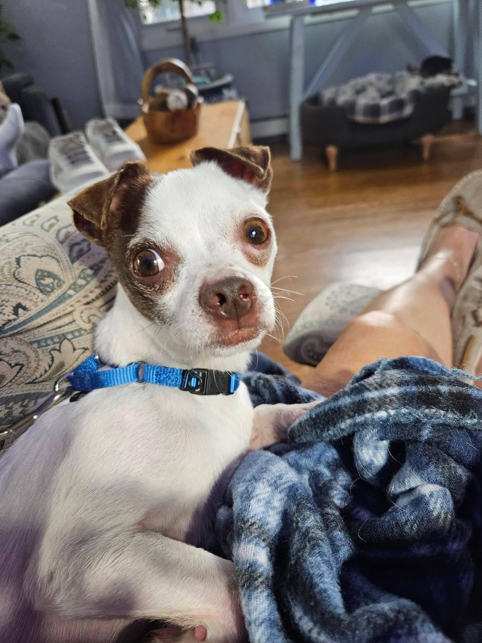 Enlarge Atlas, a Adopted Chihuahua in New London, WI image 3/3