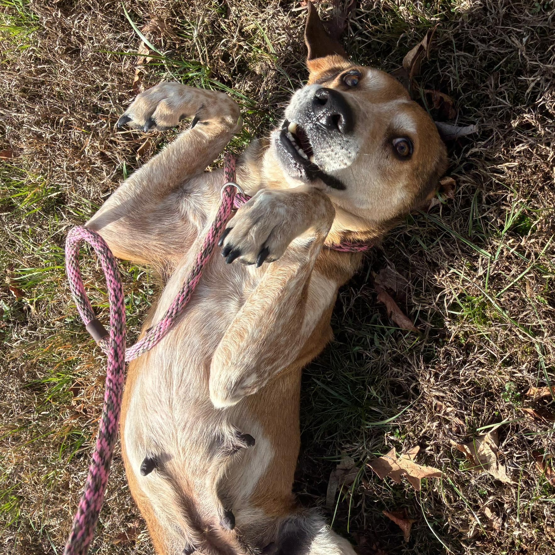 Purdy, ADOPTABLE, Senior Female Treeing Walker Coonhound.