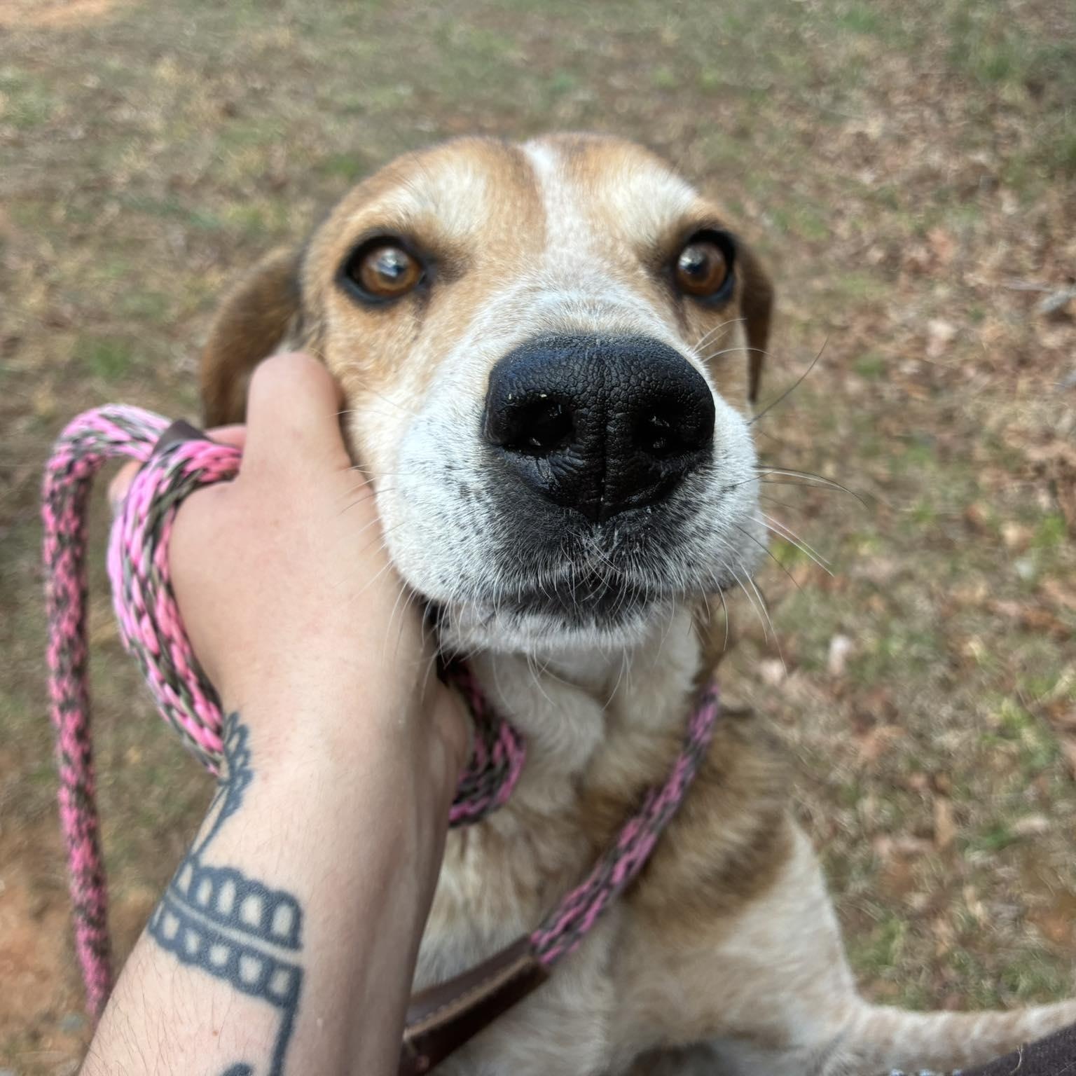 Enlarge Purdy, a ADOPTABLE Treeing Walker Coonhound in Cumberland , VA image 4/4