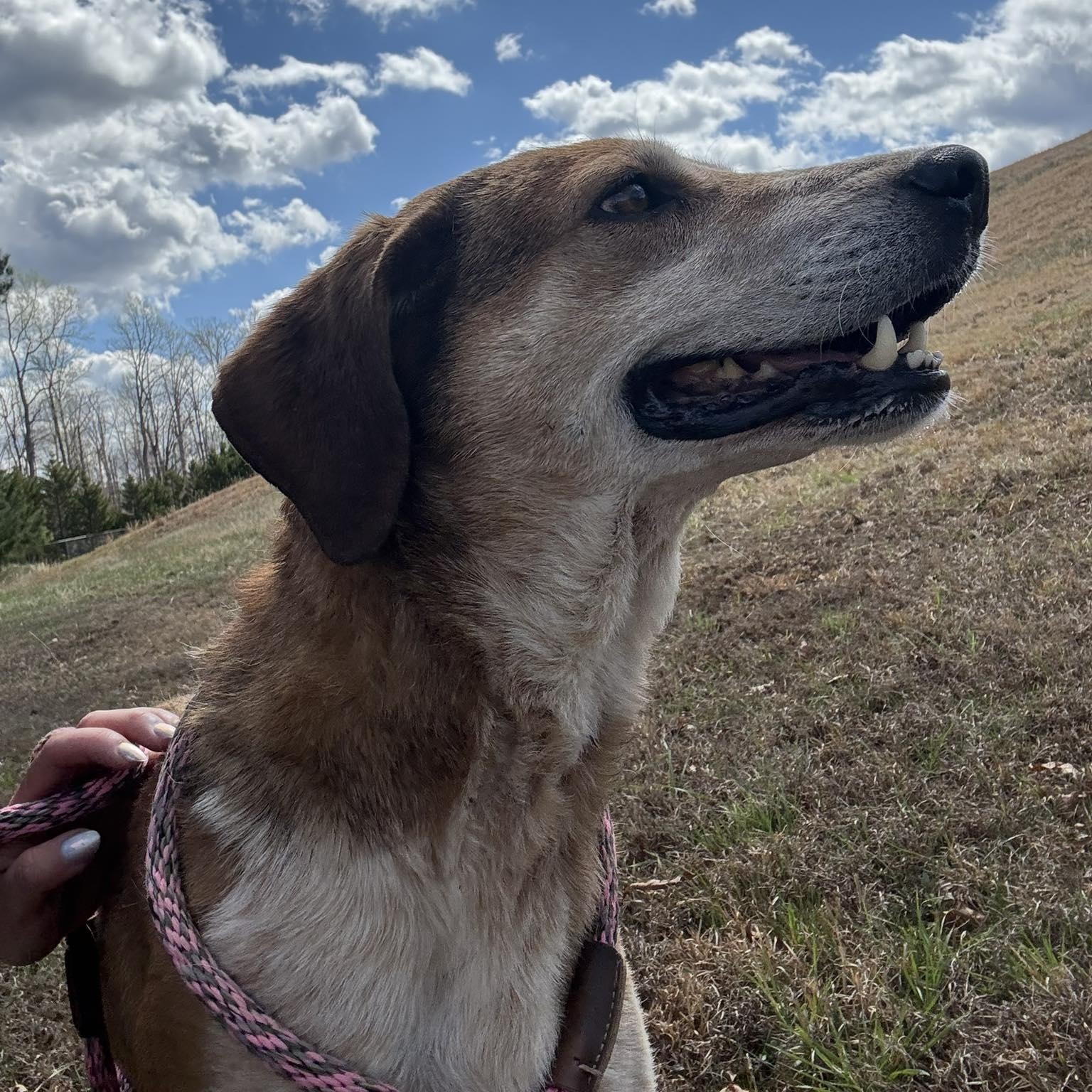 Enlarge Purdy, a ADOPTABLE Treeing Walker Coonhound in Cumberland , VA image 3/4