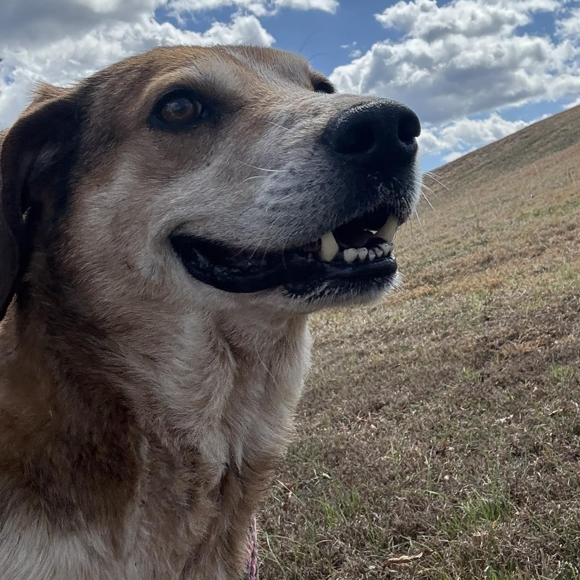 Enlarge Purdy, a ADOPTABLE Treeing Walker Coonhound in Cumberland , VA image 2/4