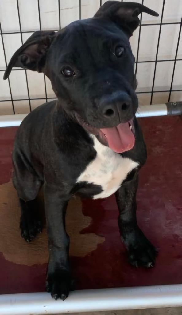 Enlarge Axel, a Adoptable mixed breed in Tucumcari, NM image 1/1