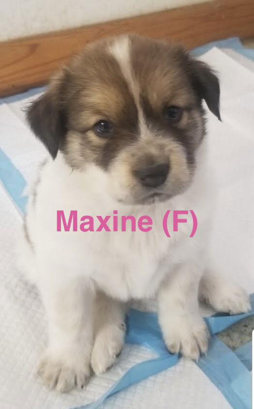 Enlarge Maxine, a Adoptable mixed breed in Winter Park, CO image 1/2