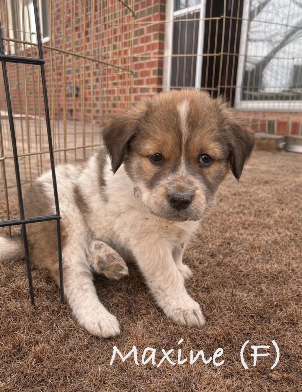Enlarge Maxine, a Adoptable mixed breed in Winter Park, CO image 2/2