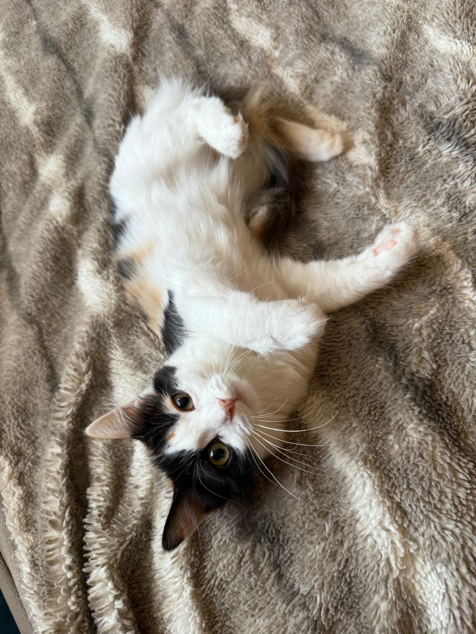 Enlarge Bubbles, a Adopted Domestic Long Hair in Visalia, CA image 3/3