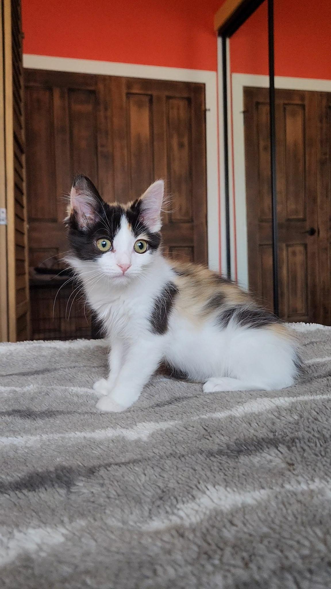 Bubbles, Adopted, Kitten Female Domestic Long Hair.