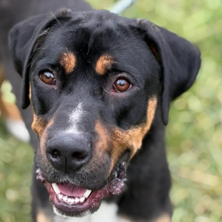 Enlarge Marco, a Adoptable mixed breed in Hazard, KY image 5/5