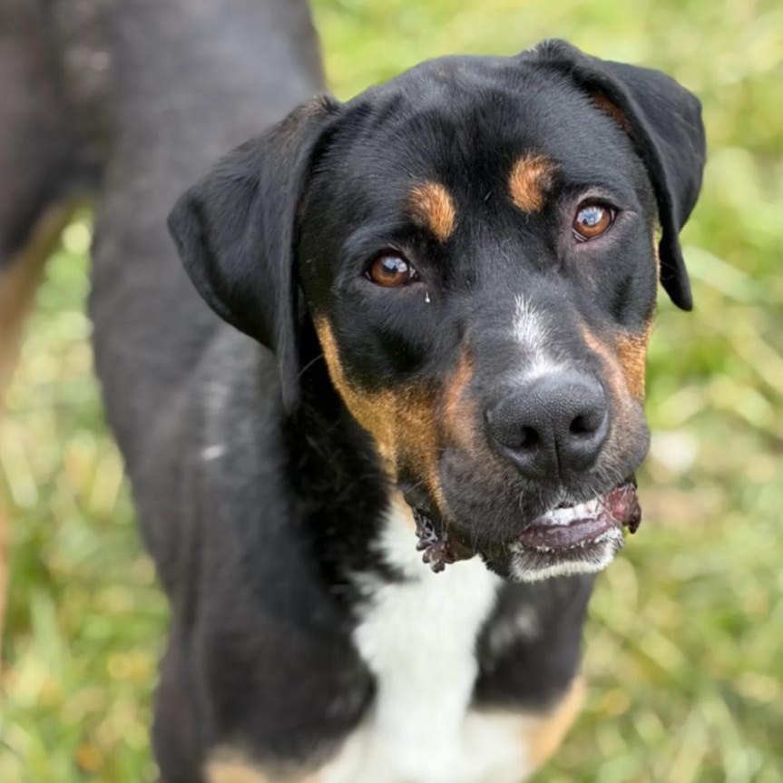 Enlarge Marco, a Adoptable mixed breed in Hazard, KY image 1/5