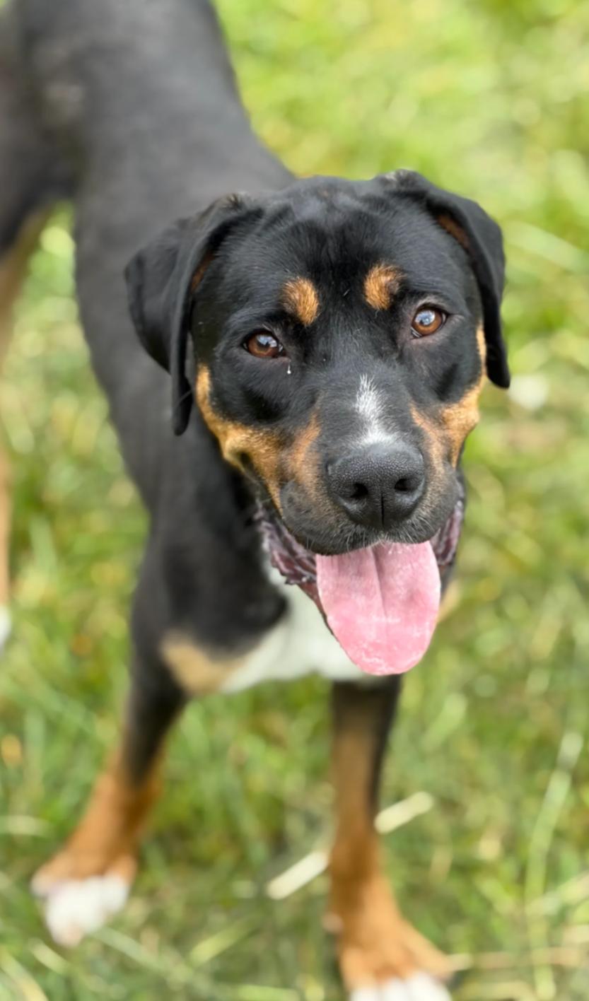 Enlarge Marco, a Adoptable mixed breed in Hazard, KY image 2/5