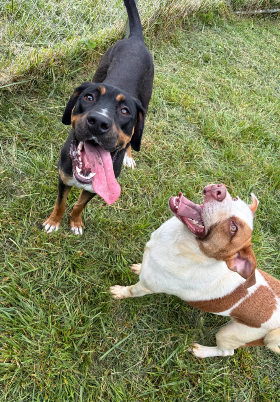 Enlarge Marco, a Adoptable mixed breed in Hazard, KY image 4/5